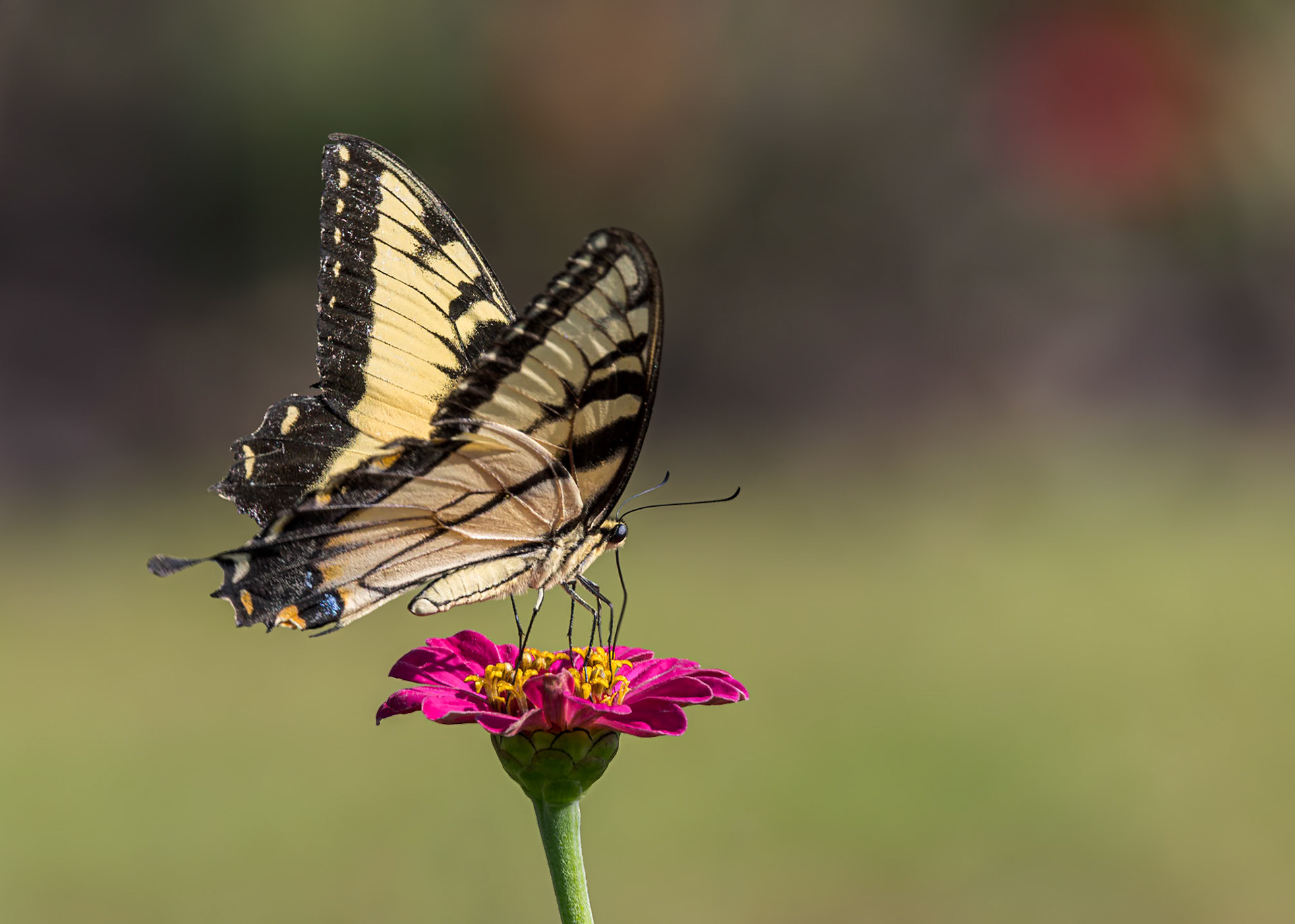 Eastern tiger swallowtail 4, Private home in Calabash, NC