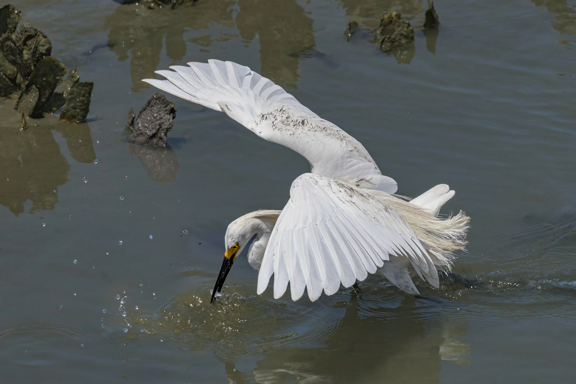 Snowy egret 18, OIB gazebo behind chapel
