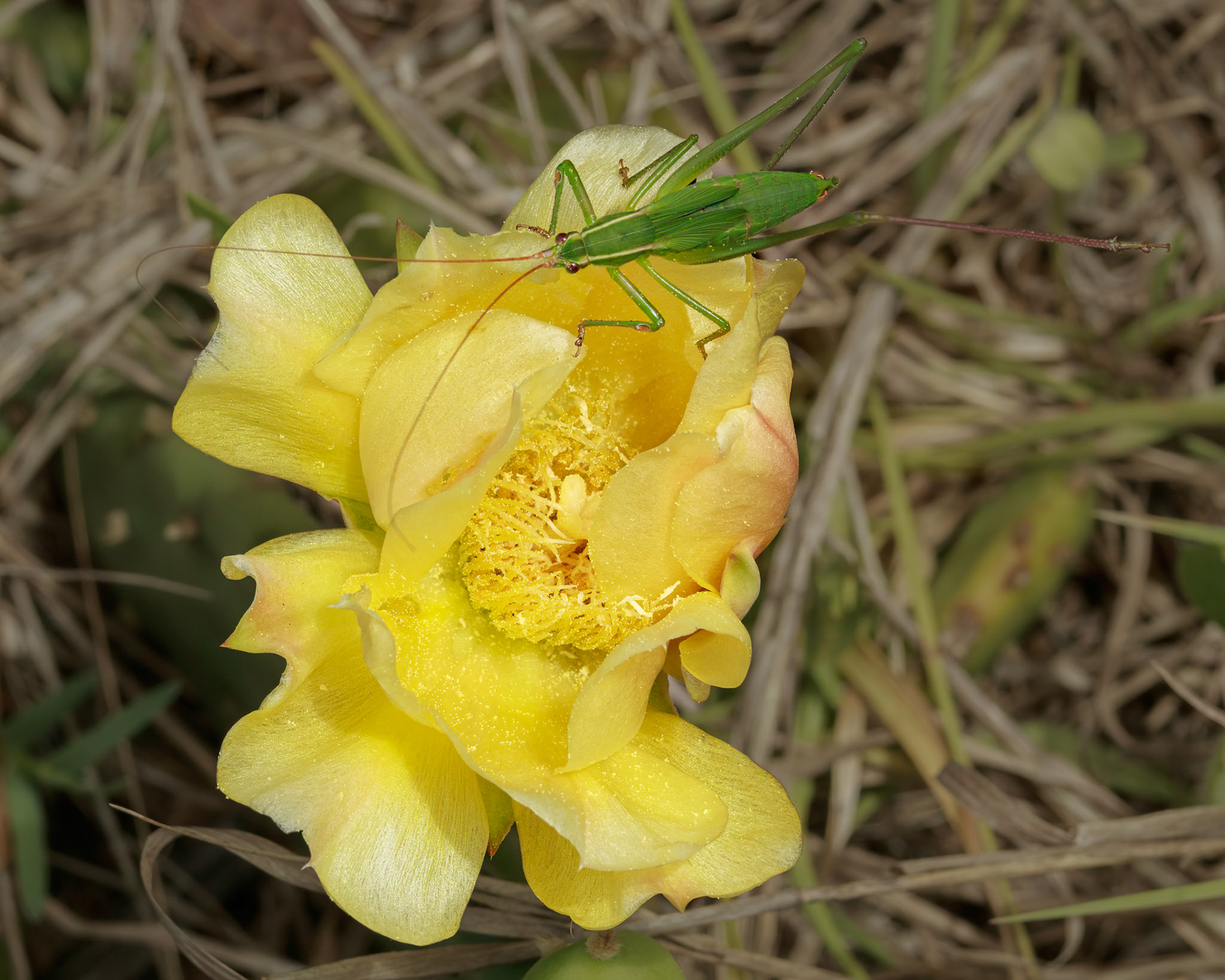 Prickly pear 1, OIB east end