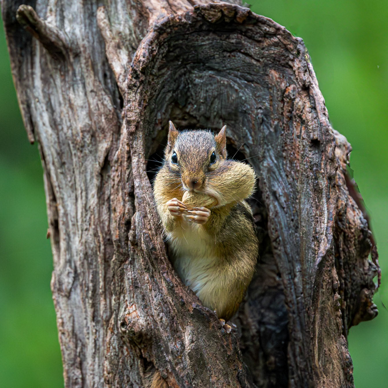 Chipmunk 6, The Nut House, Clemson, SC