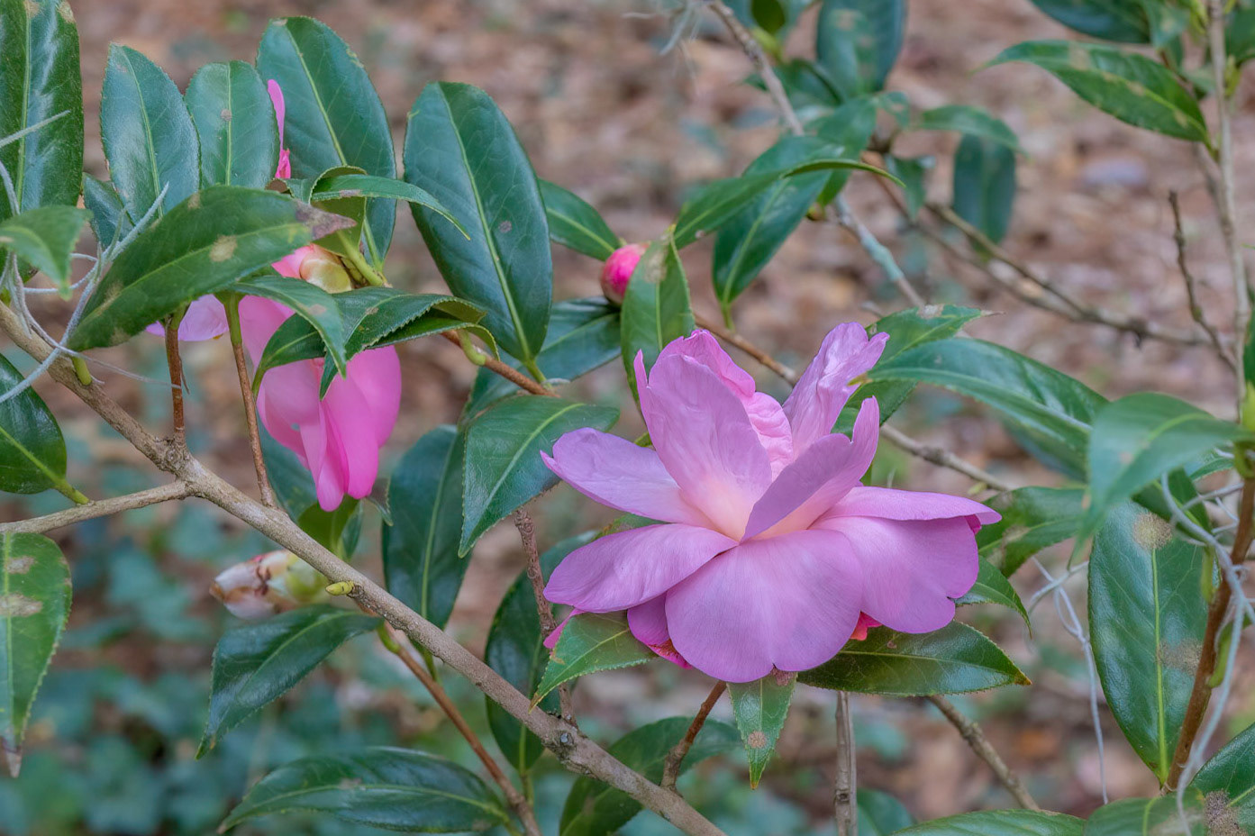 Camellia 6, Airlie Gardens