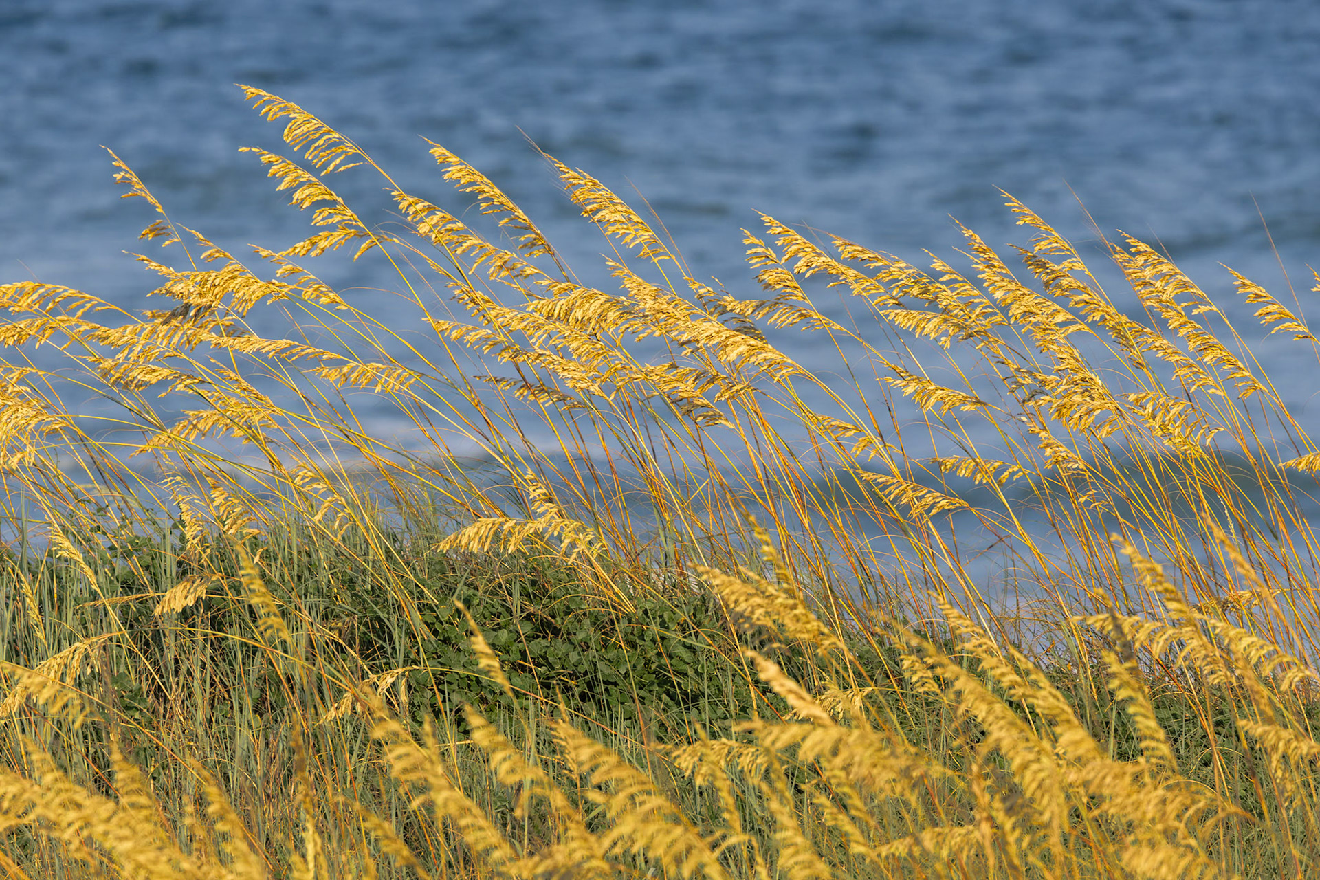 Sea Oats 2, OIB East End