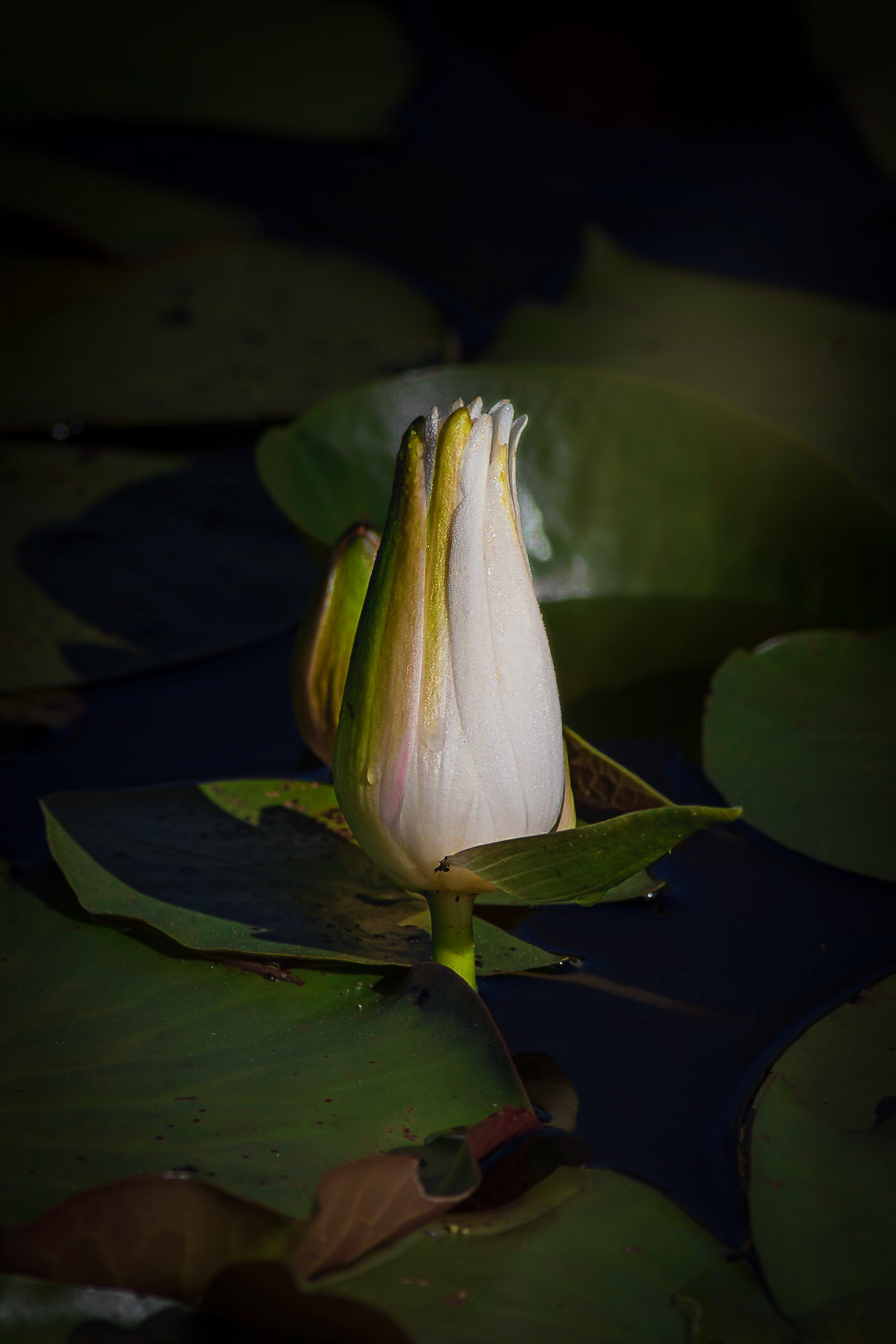 Water lily 1, Donelly WMA