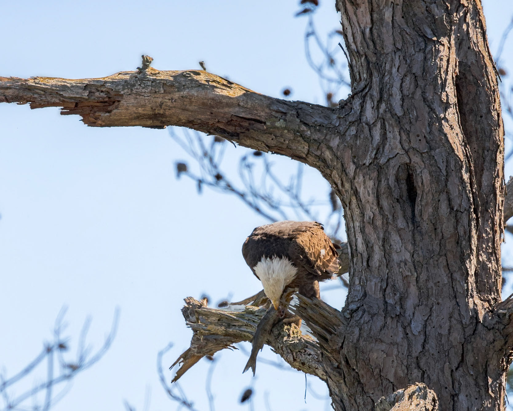 Bald eagle 51, Huntington Beach State Park, SC