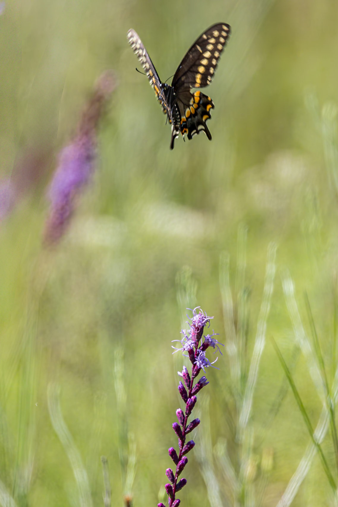 Black swallowtail on dense blazing star 4, Green swamp area