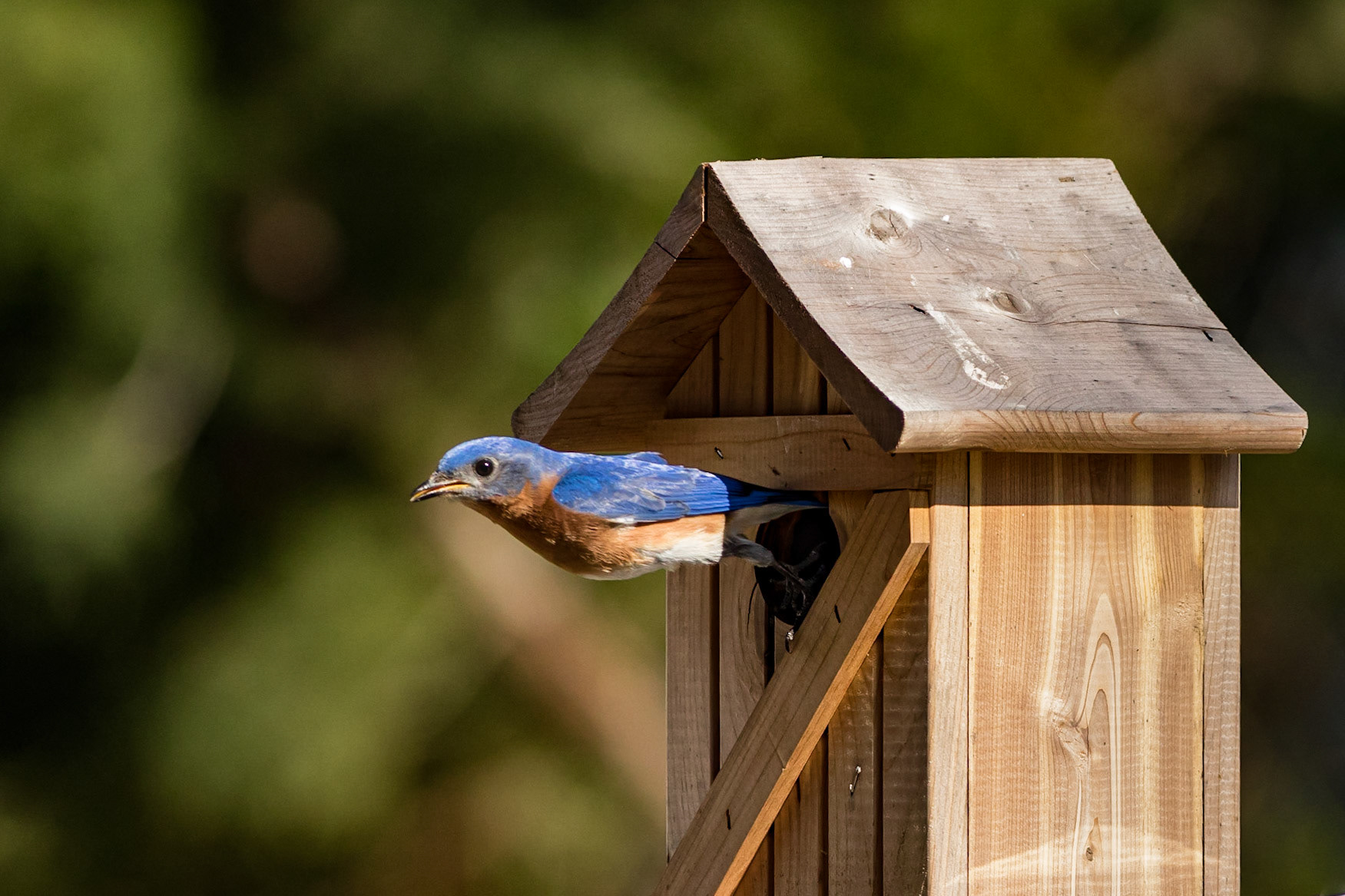 Male Eastern Bluebird, OIB, NANPA Showcase 2021 semi-finalist