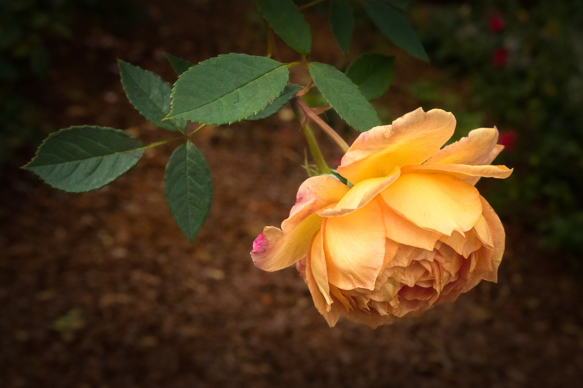 Rose 22, Brunswick County Botanical Gardens