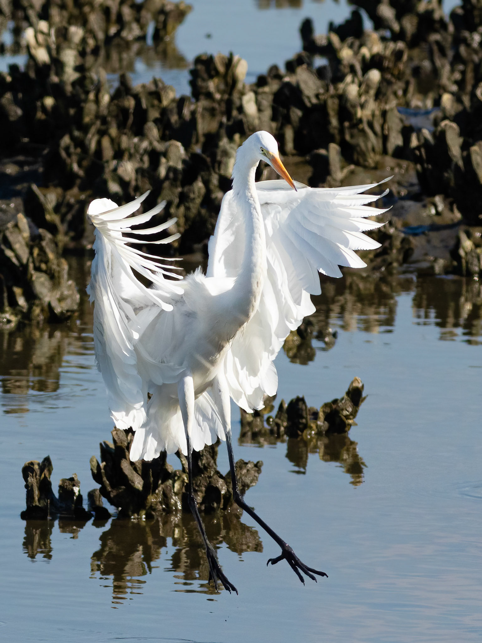 Great Egret 23, OIB, Gazebo behind chapel