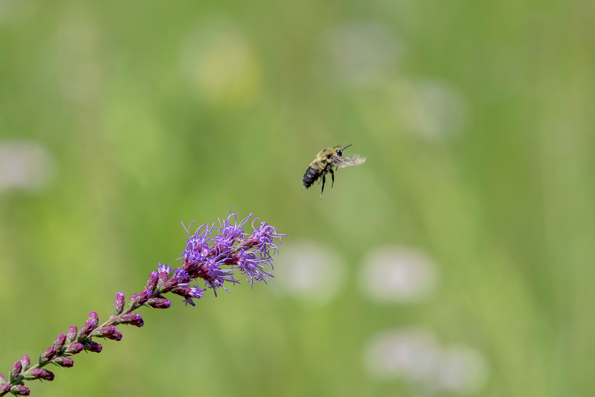 Bee on dense blazing star 7, Green swamp area