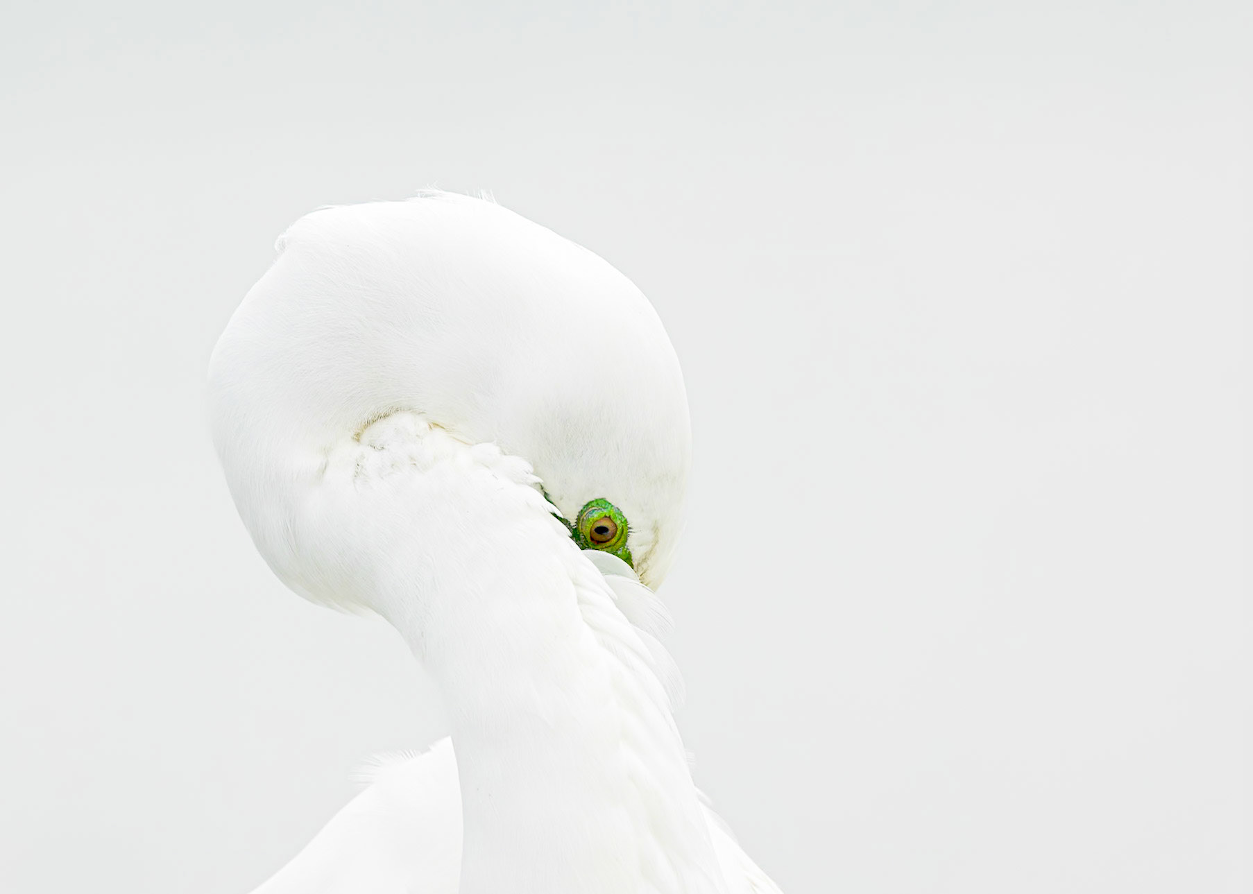 Great egret 97, Huntington Beach State Park