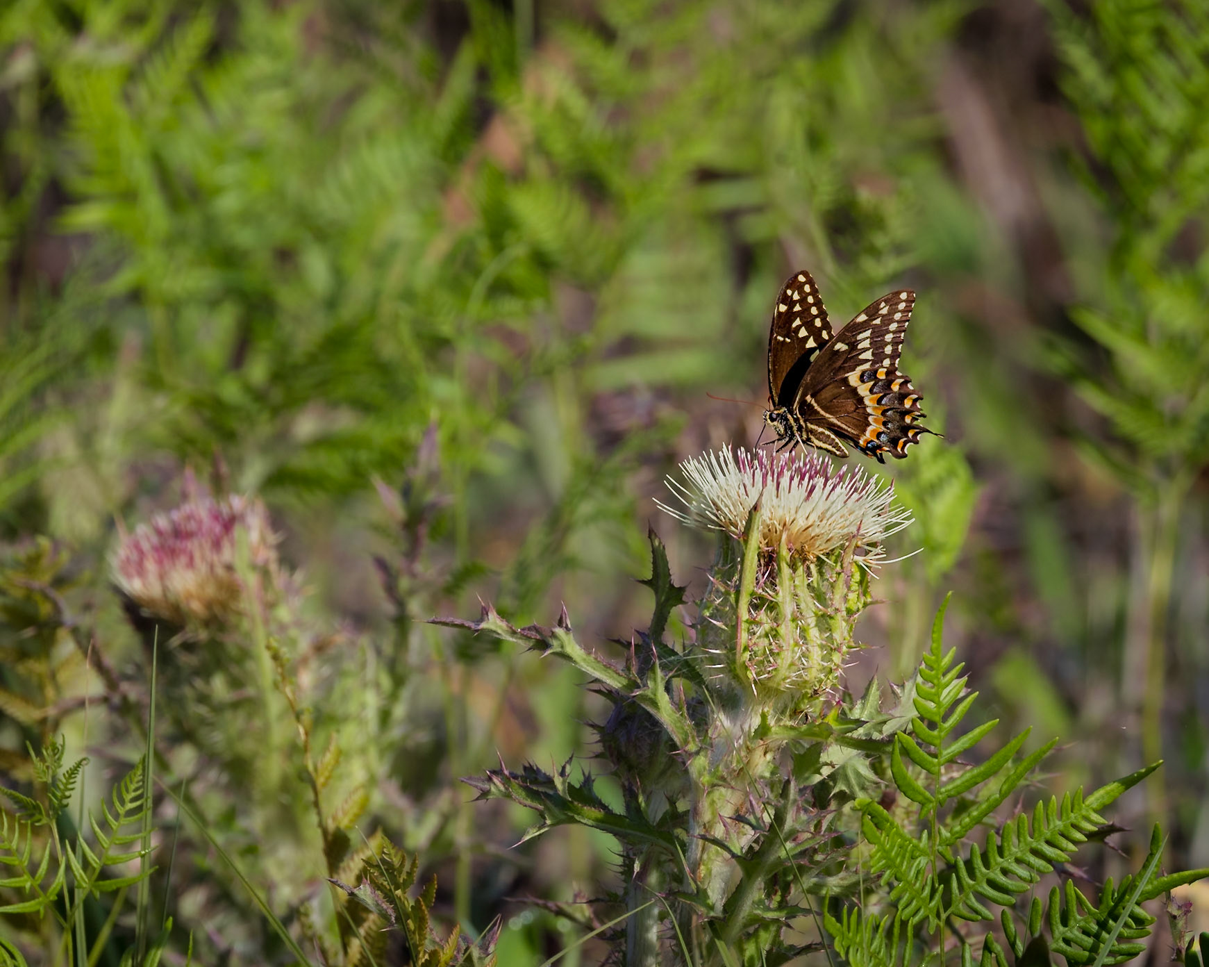 Yellow thistle with palamedes swallowtail 6, Greater Green Swamp Area
