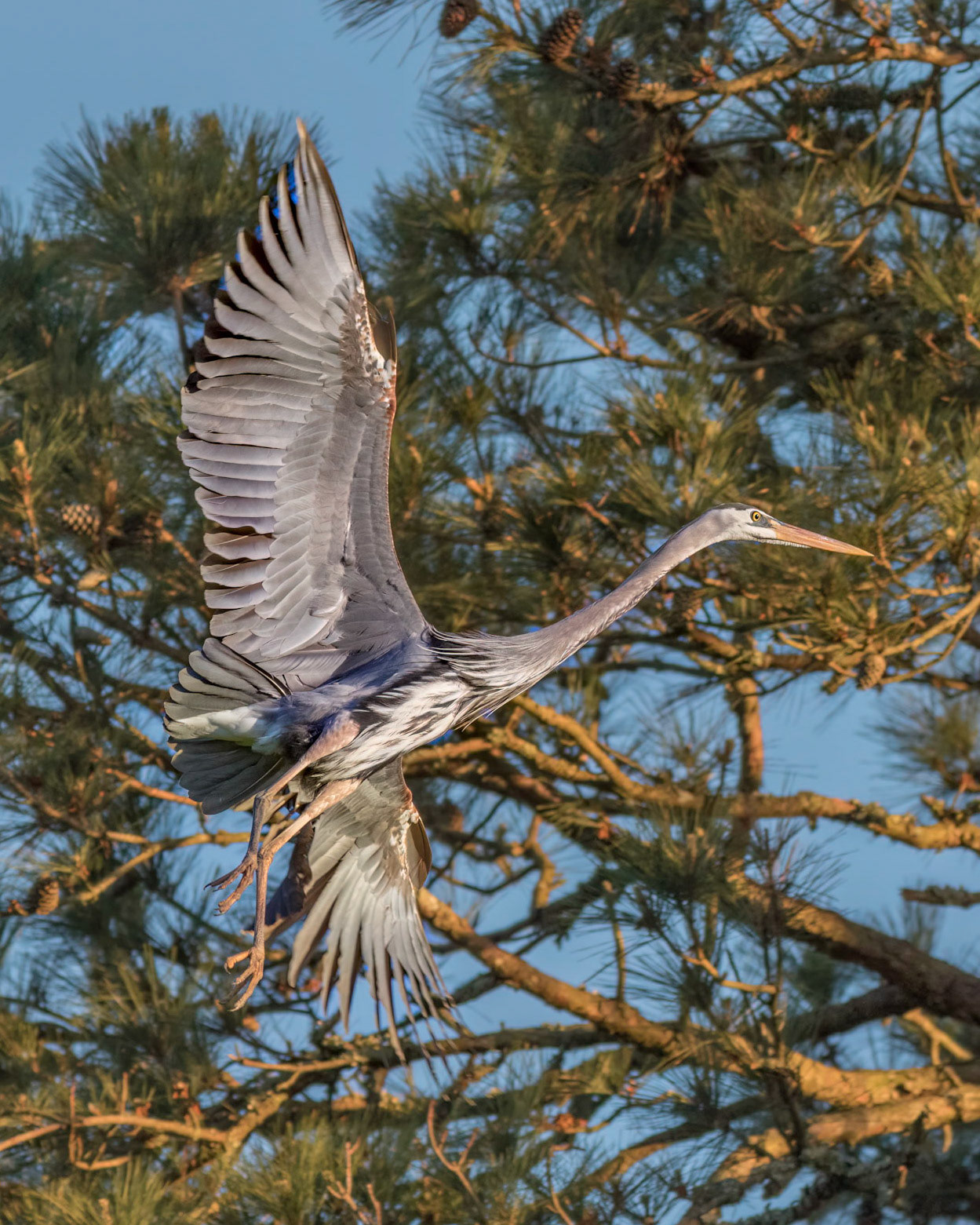 Rookery 62, Sea Trail