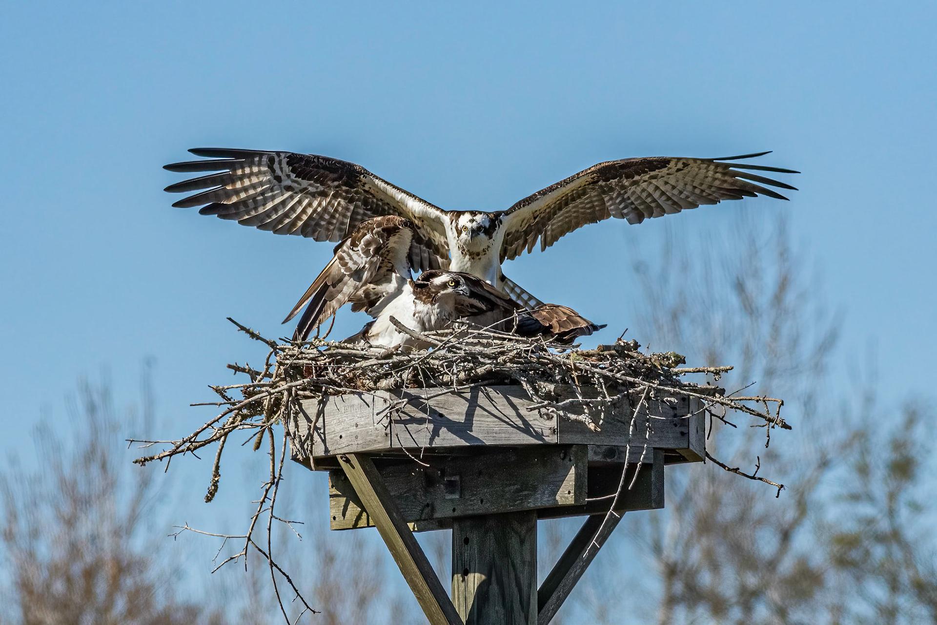 Osprey Fight 2, platforms, Sea Trail
