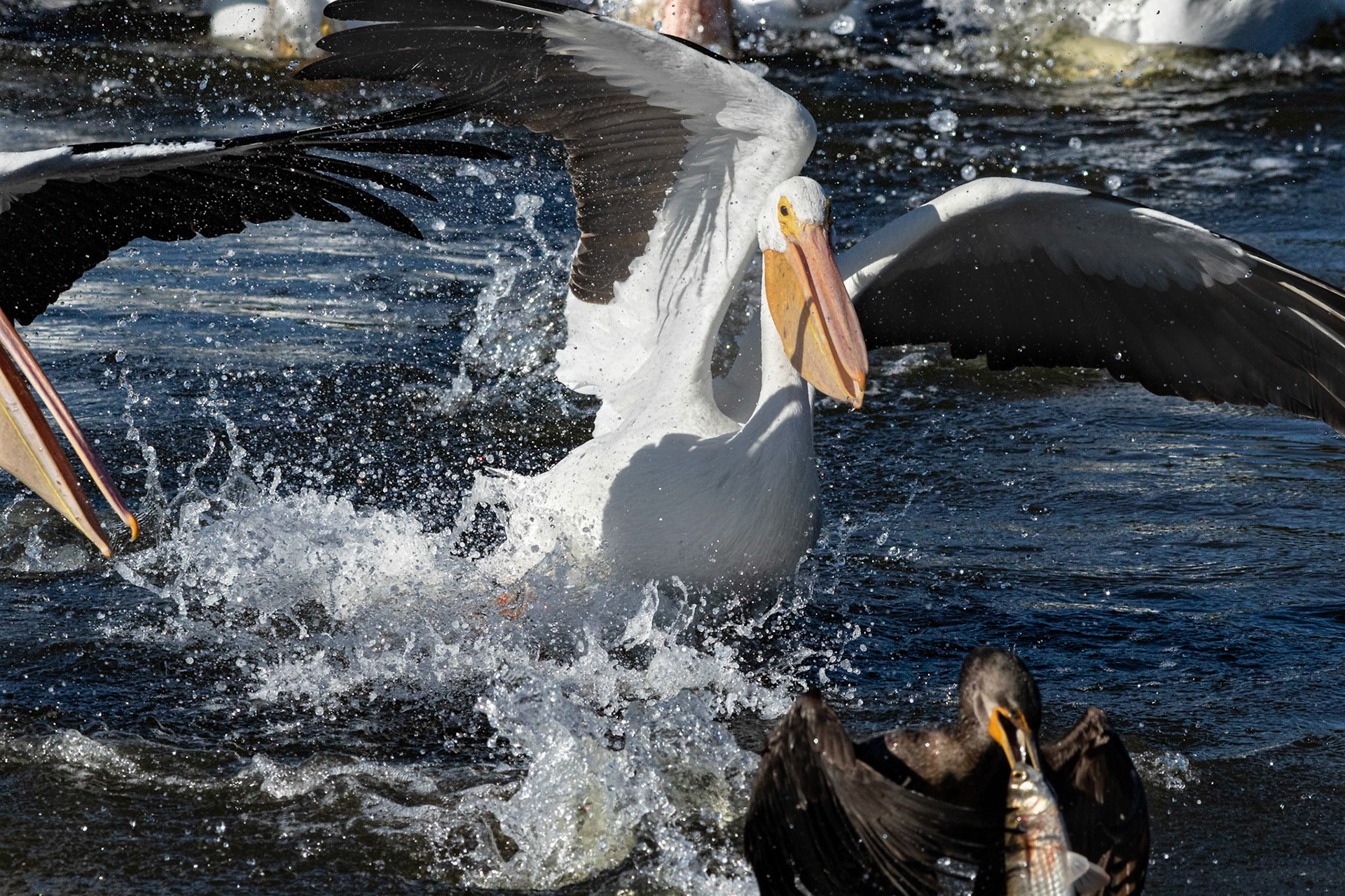 White peilcan versus comorant 2, Huntington Beach State Park, SC