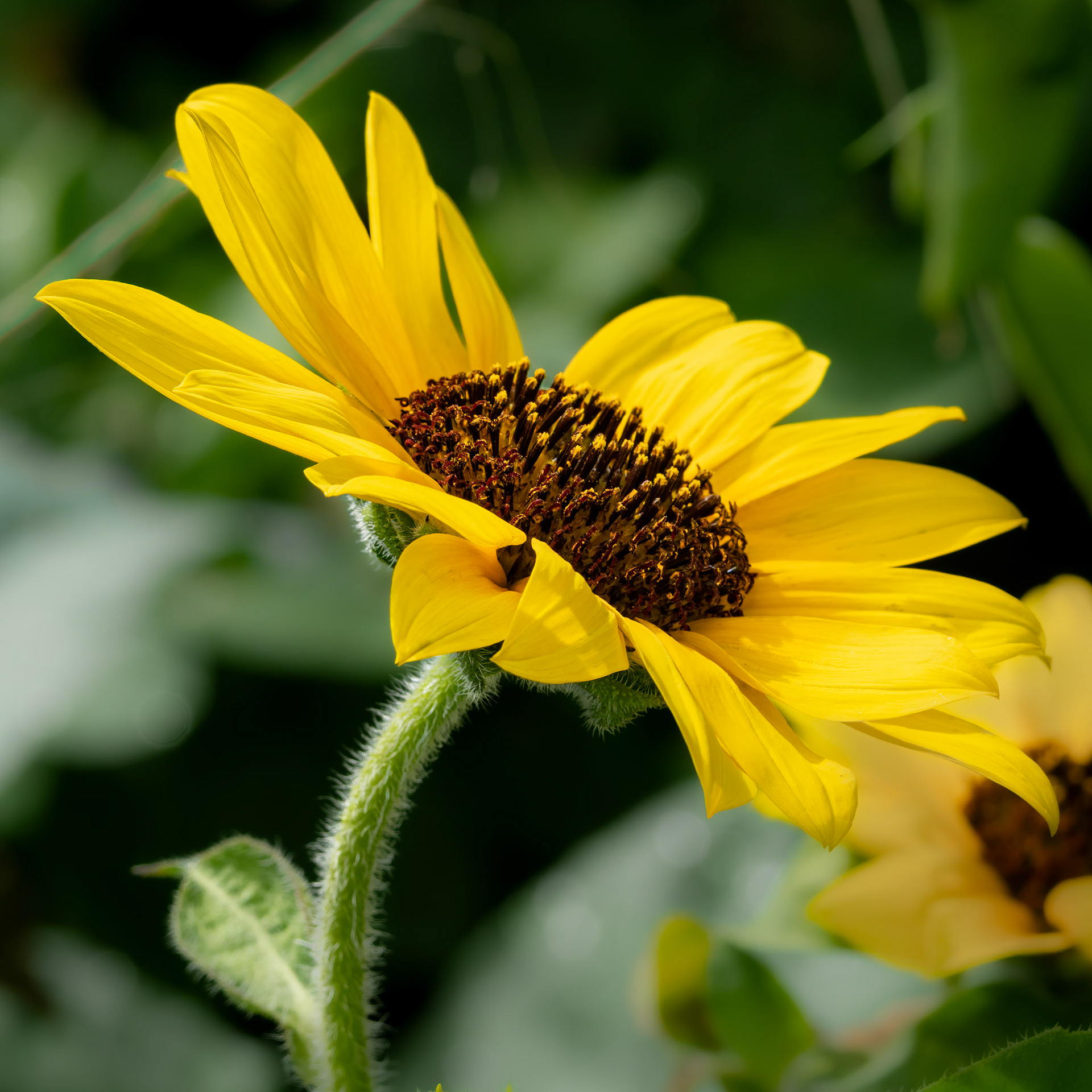 Sunflower 4, Brunswick County Botanical Garden
