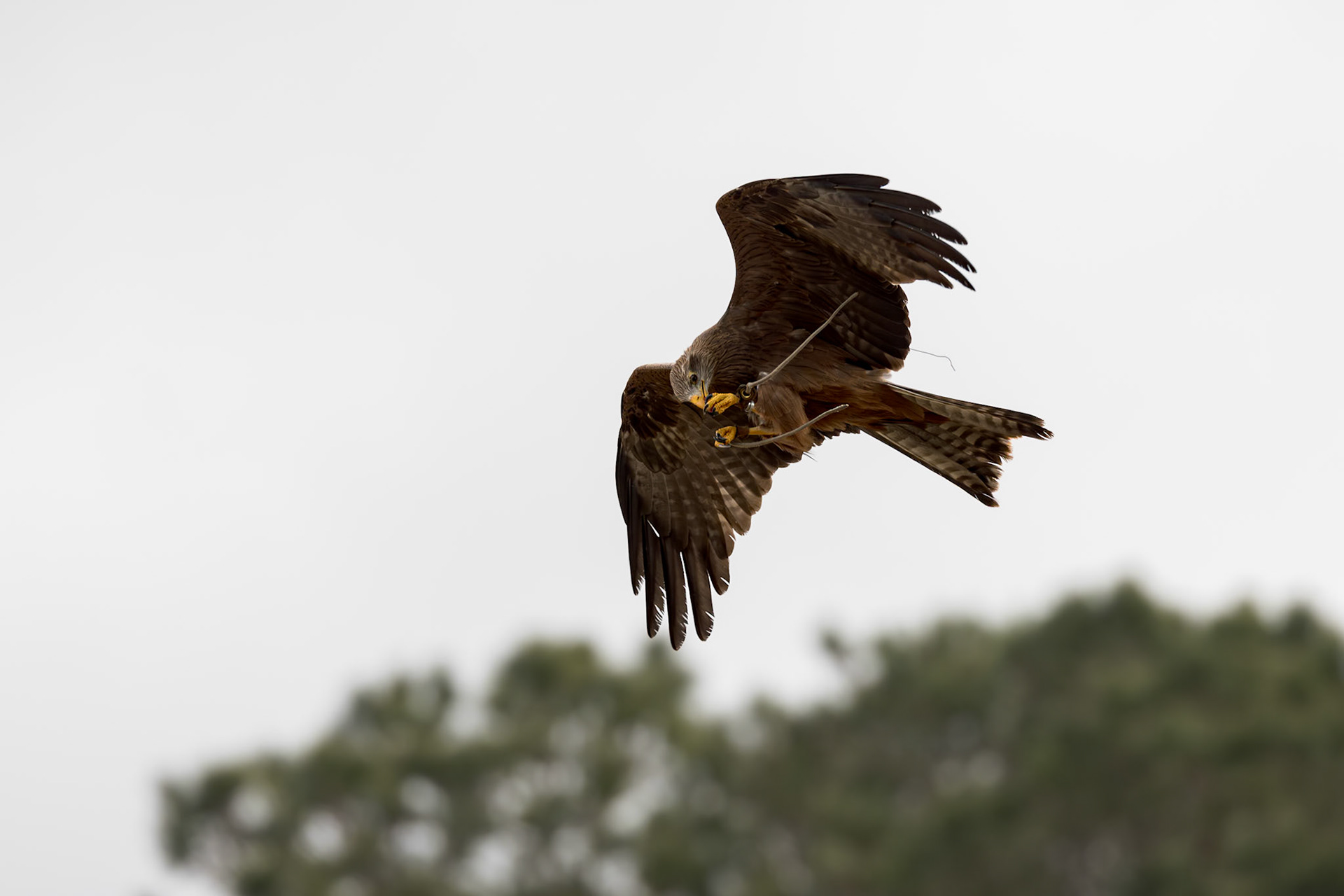 African kite, yellow billed kite 5, Center for Birds of Prey, Awendaw, SC