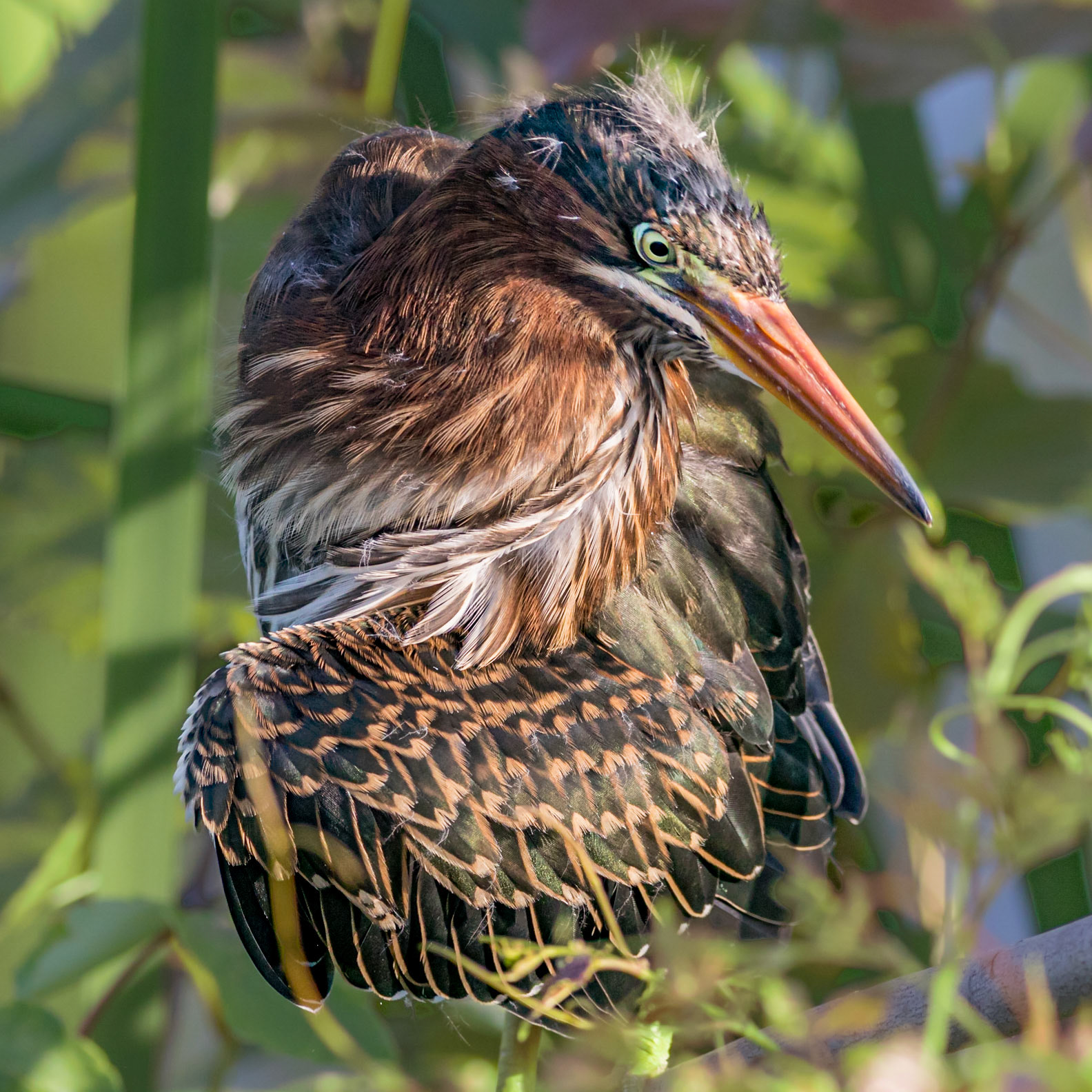 Juvenile green heron61, Carl Bazemore bird walk