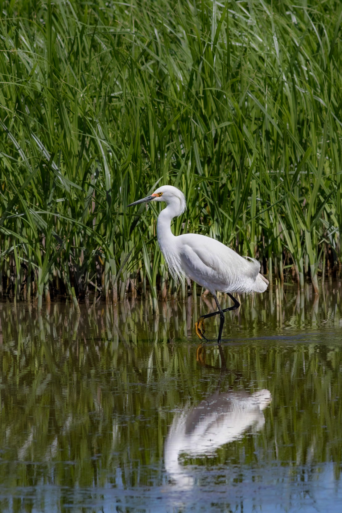 Snowy egret 21, Donelly WMA, SCAIR 8