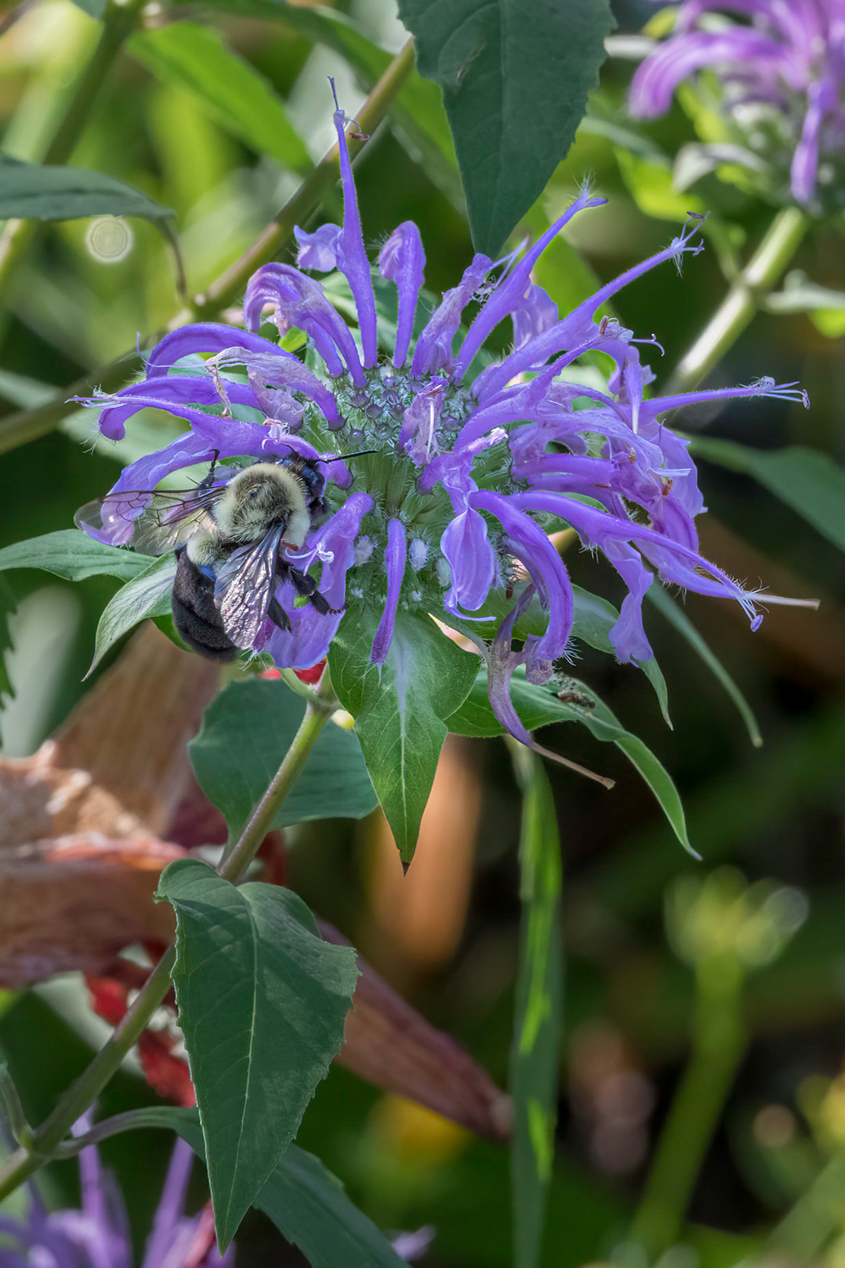 Beebalm 9, Brunswick County Botanical Gardens