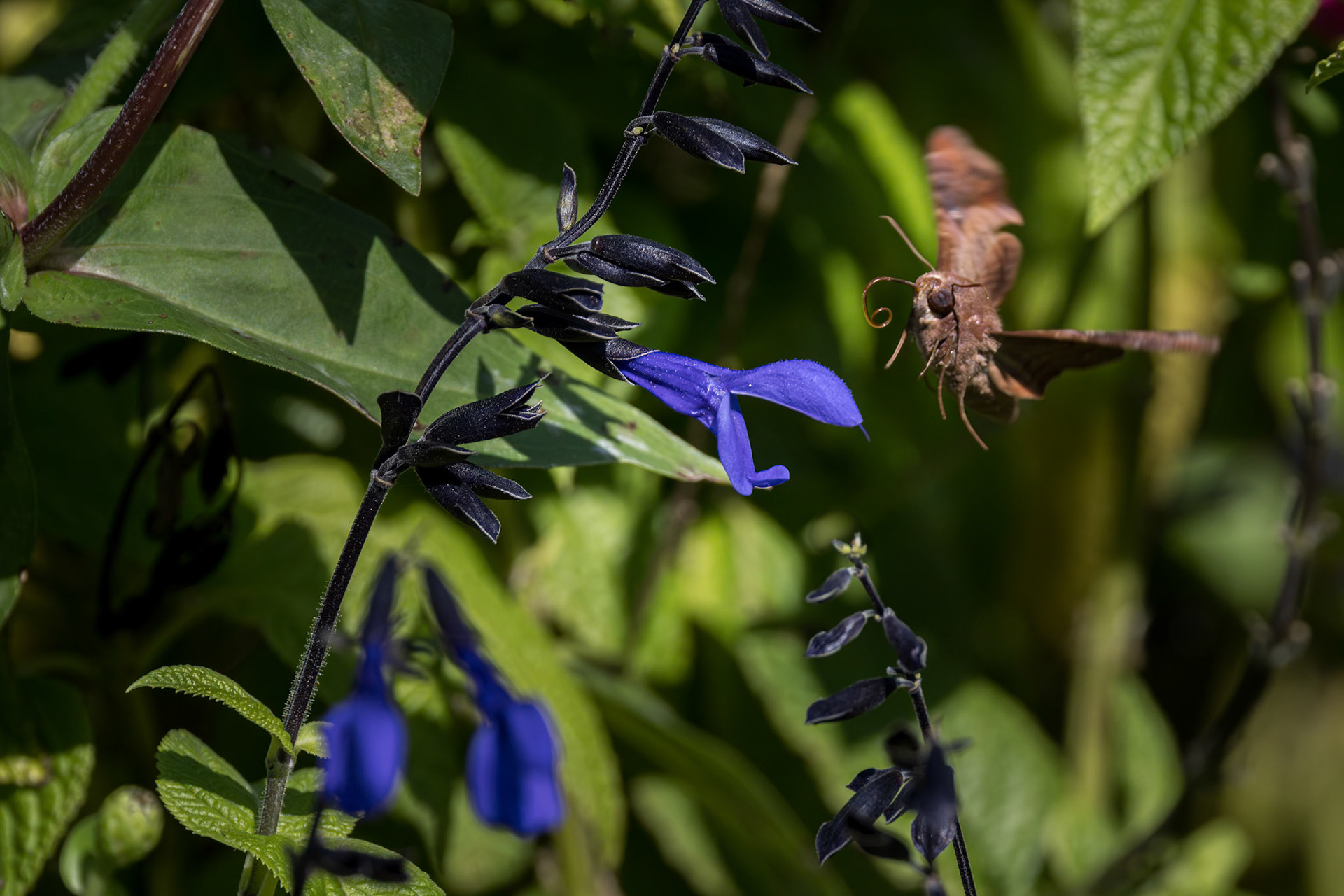 Sphinx moth 5, Private home in Calabash, NC