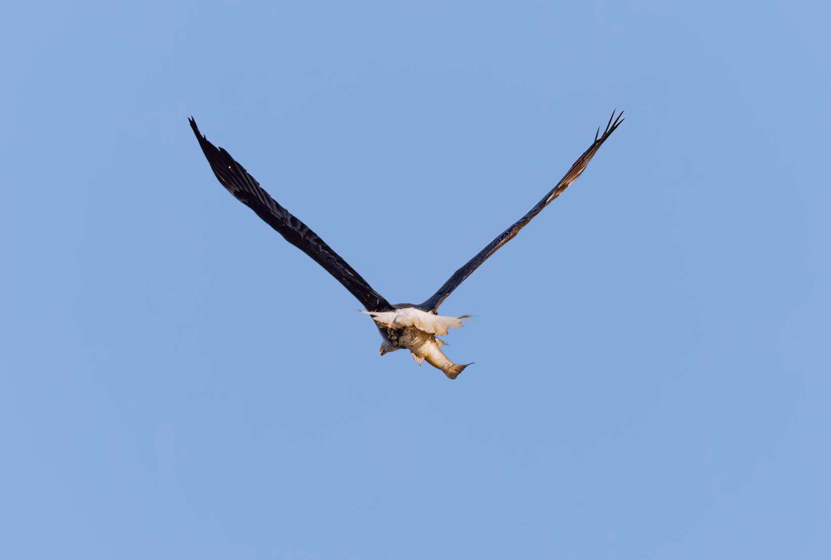 Bald eagle 45, Oyster Bay, Sunset Beach