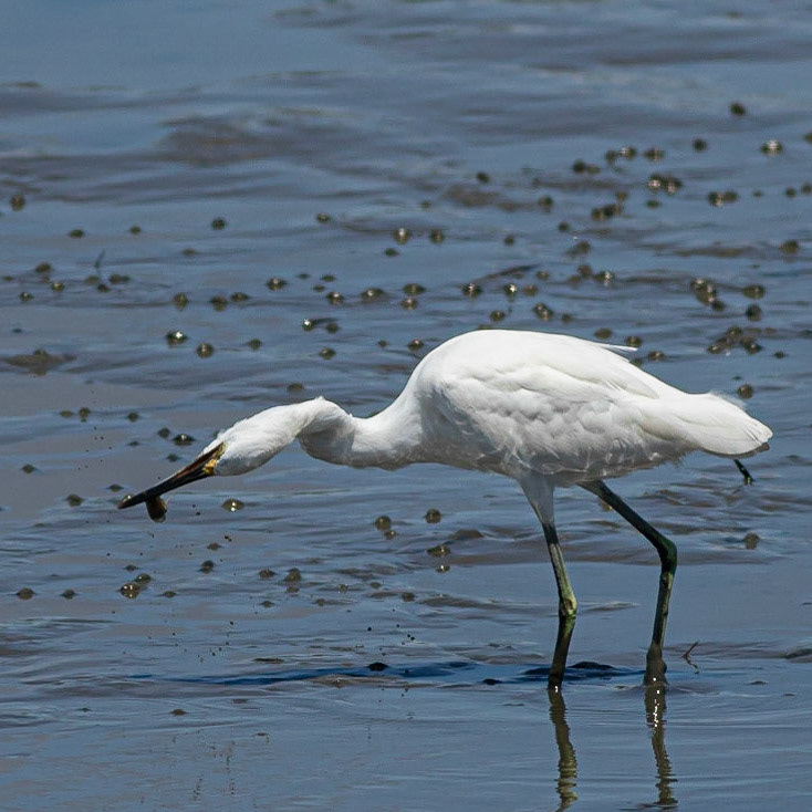 Snowy Egret Eating Shrimp 2