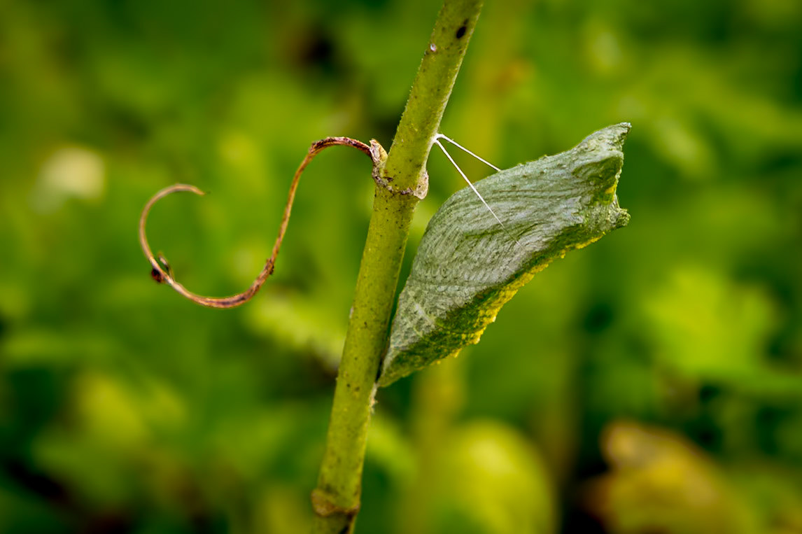 Black swallowtail chrysalis 1, Private home in Calabash, NC