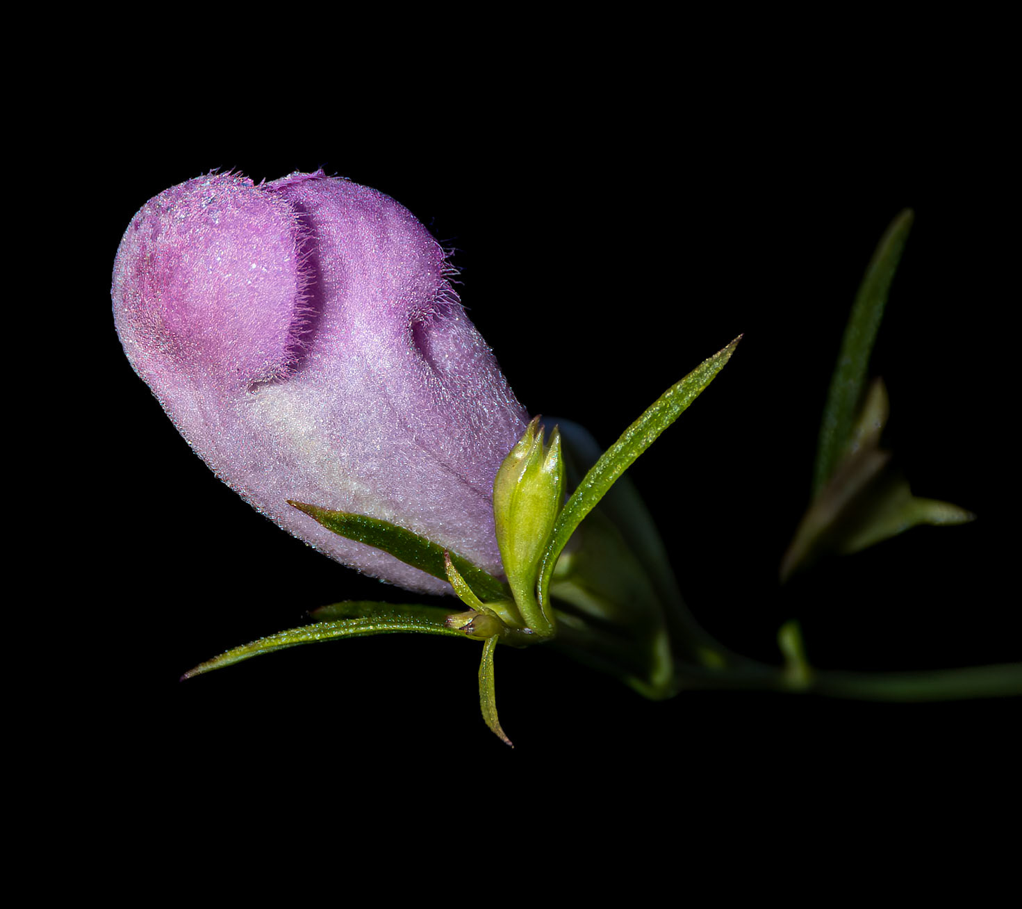 Flaxleaf false foxglove 4, Green Swamp Preserve