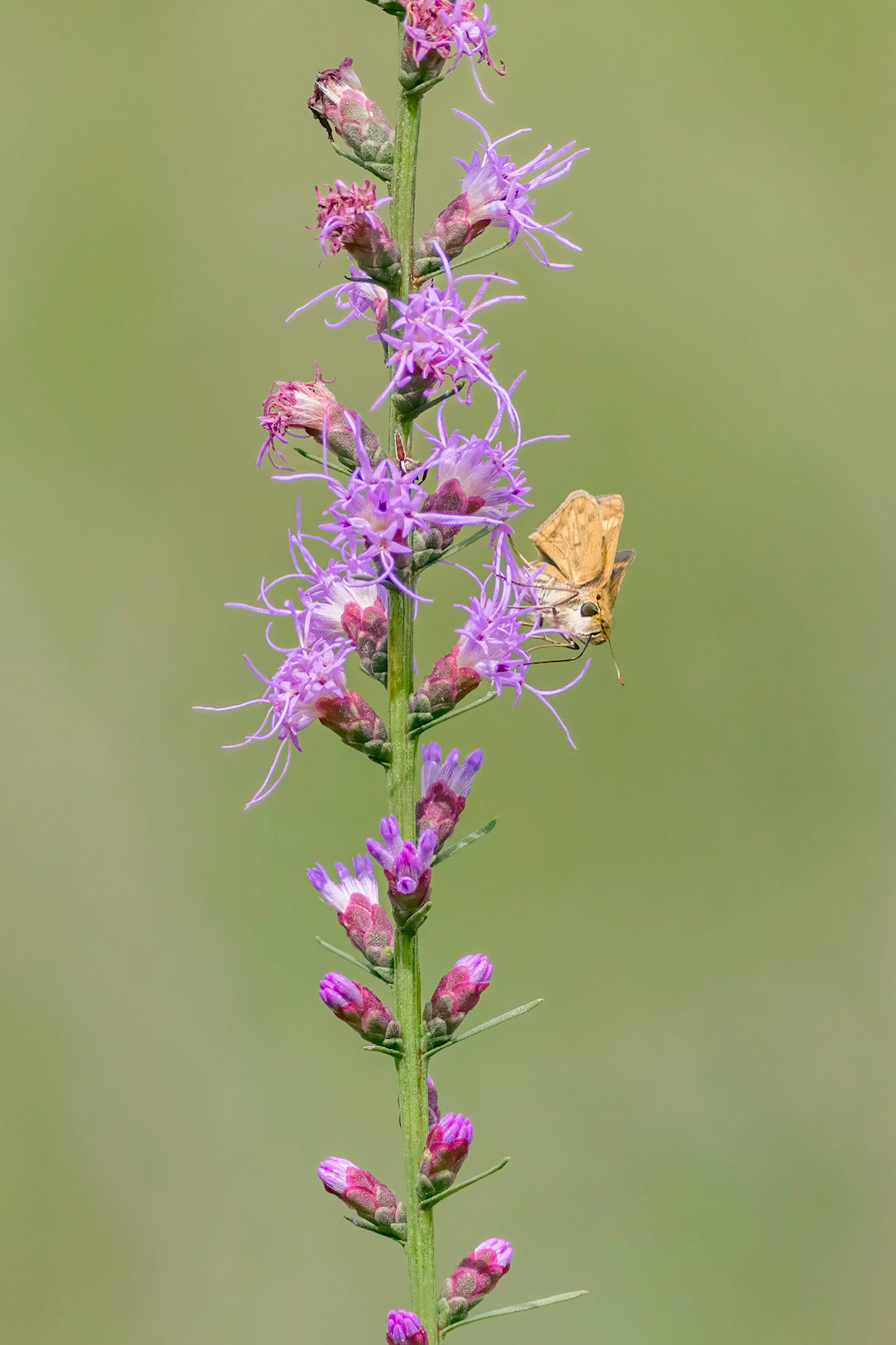 Dense blazing star with fiery skipper 1, Green Swamp area