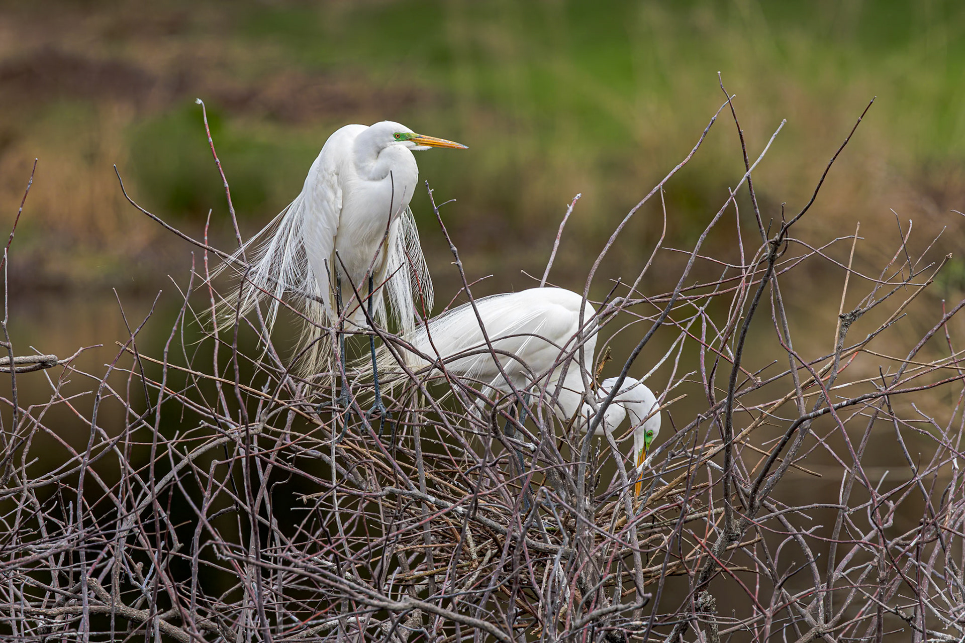 Great egret 74, Cypress Wetlands, Port Royal, SC