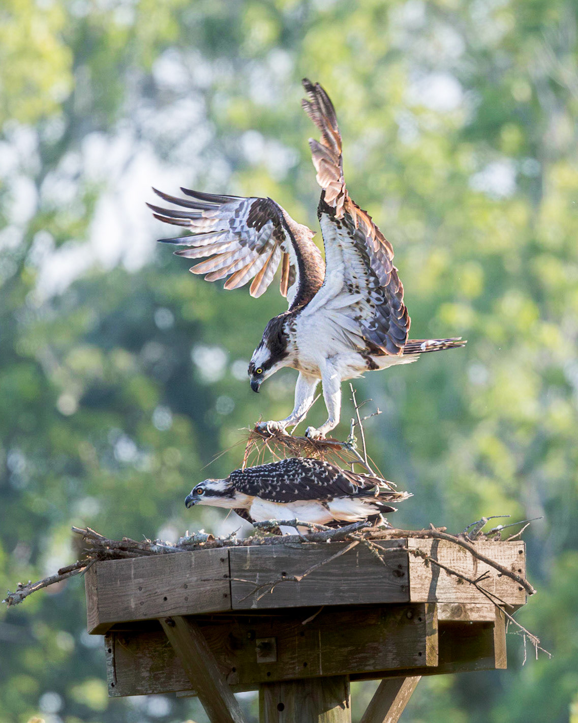 Osprey 112, Sea Trail