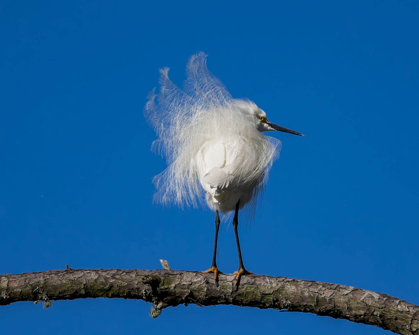 Snowy egret 27, Huntington Beach State Park, SC