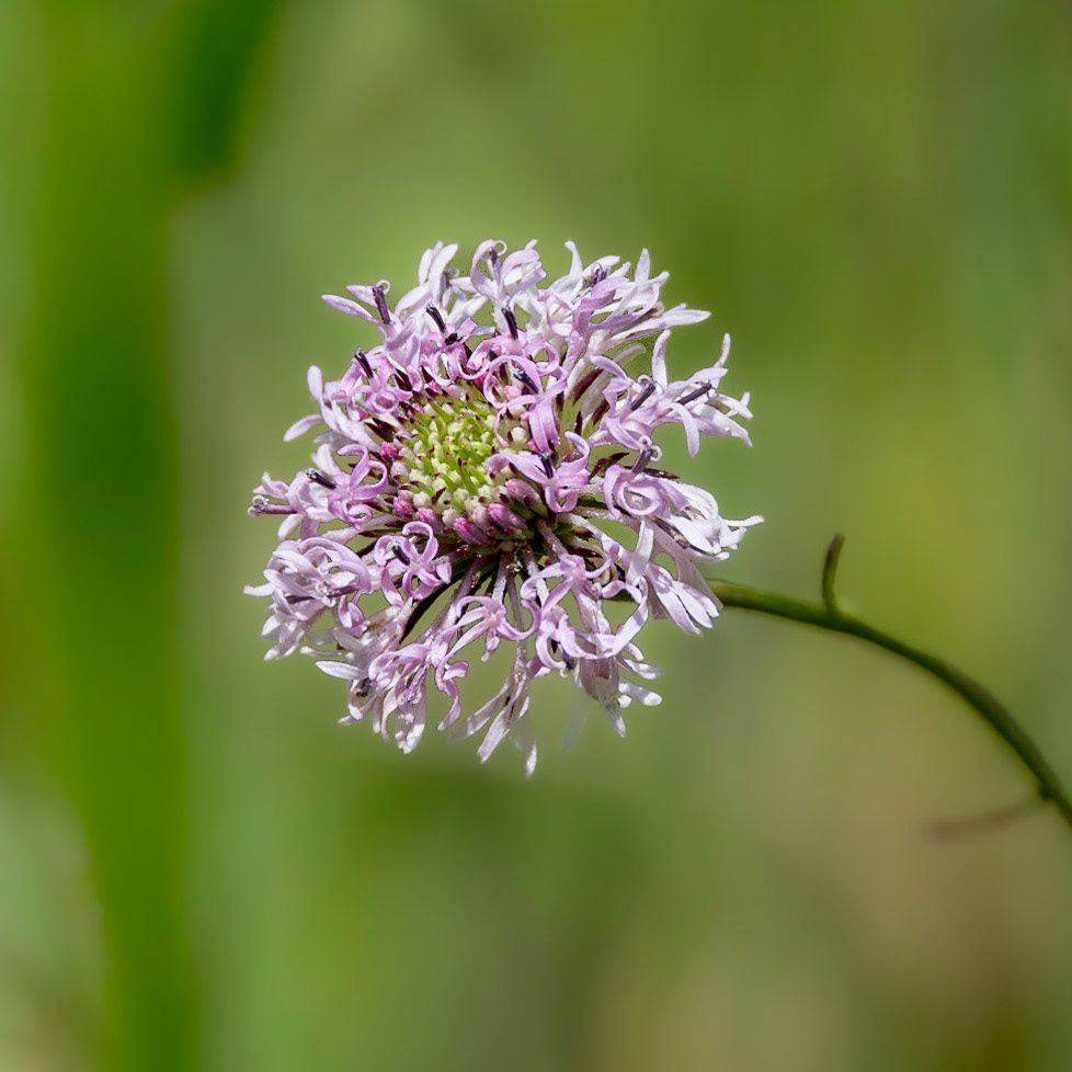 Grassleaf Barbara's-Buttons 5, Green Swamp Area