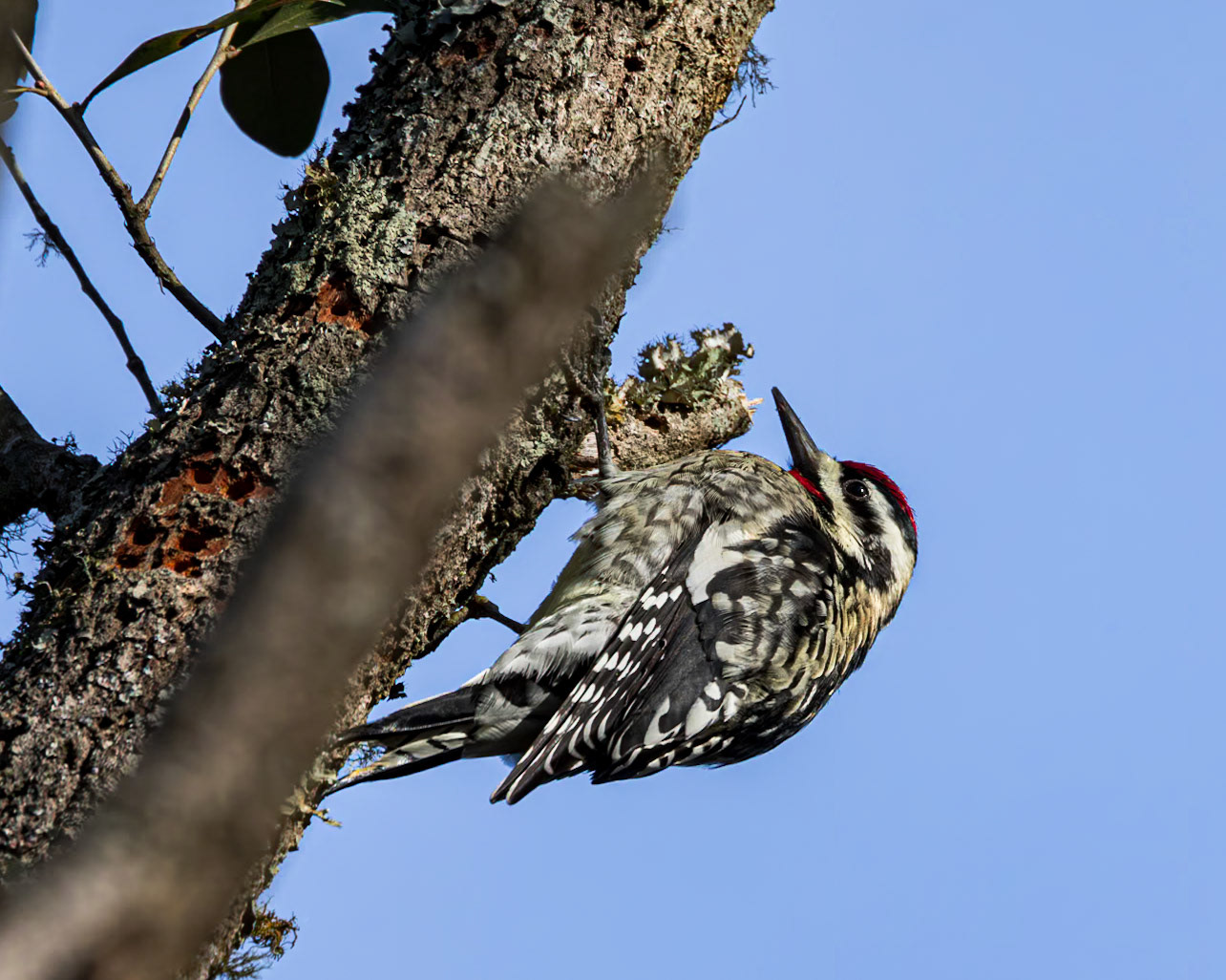 Yellow-bellied sap sucker 3, Huntington Beach State Park, SC