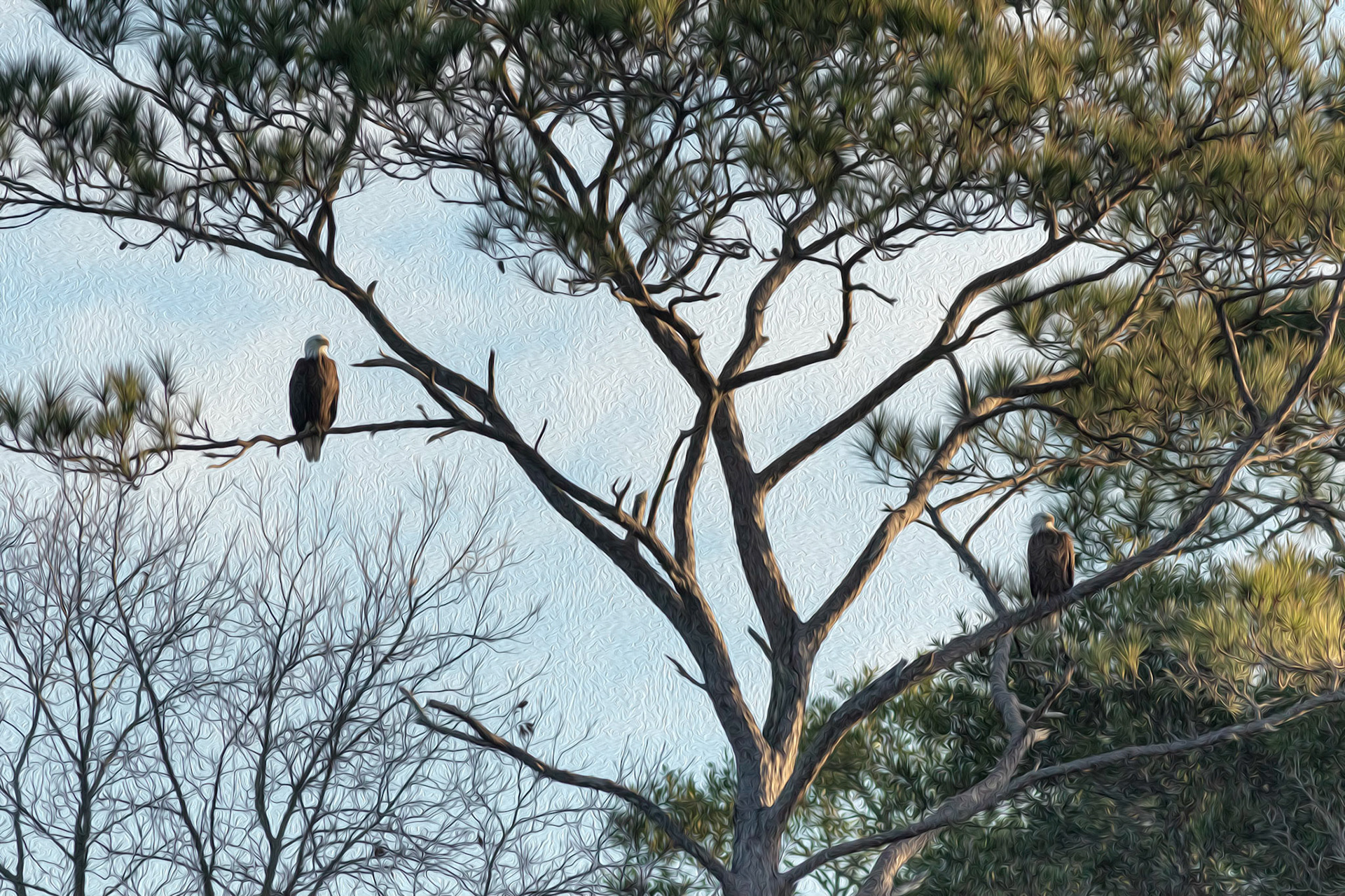 Oil painting 14, mated eagle pair, Sunset Beach, NC