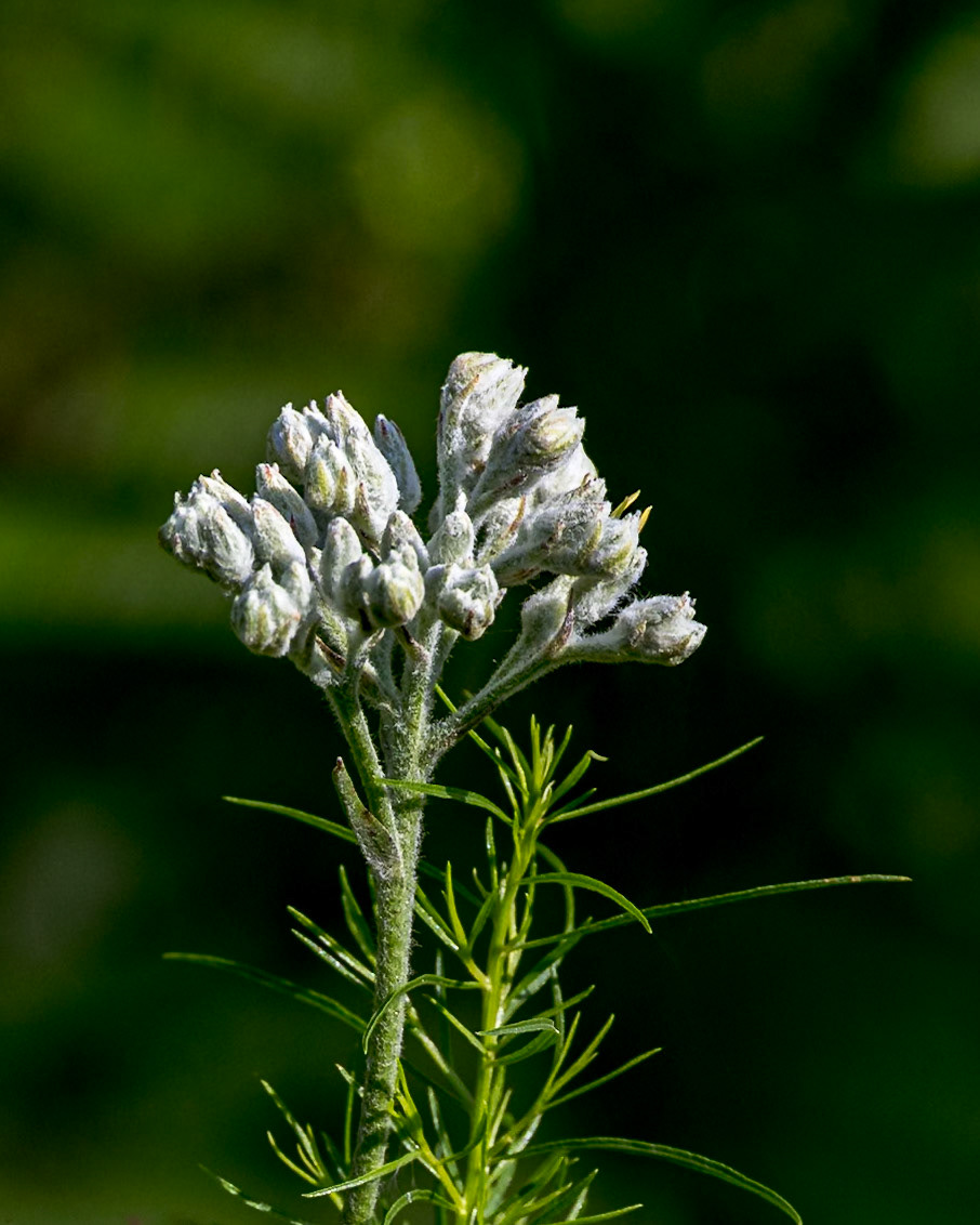 Carolina redroot 1, Green Swamp Preserve