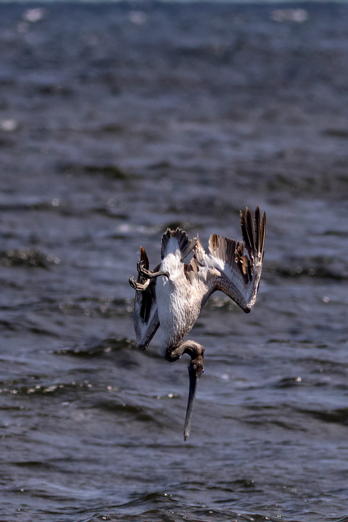 Pelicans Diving 15, OIB