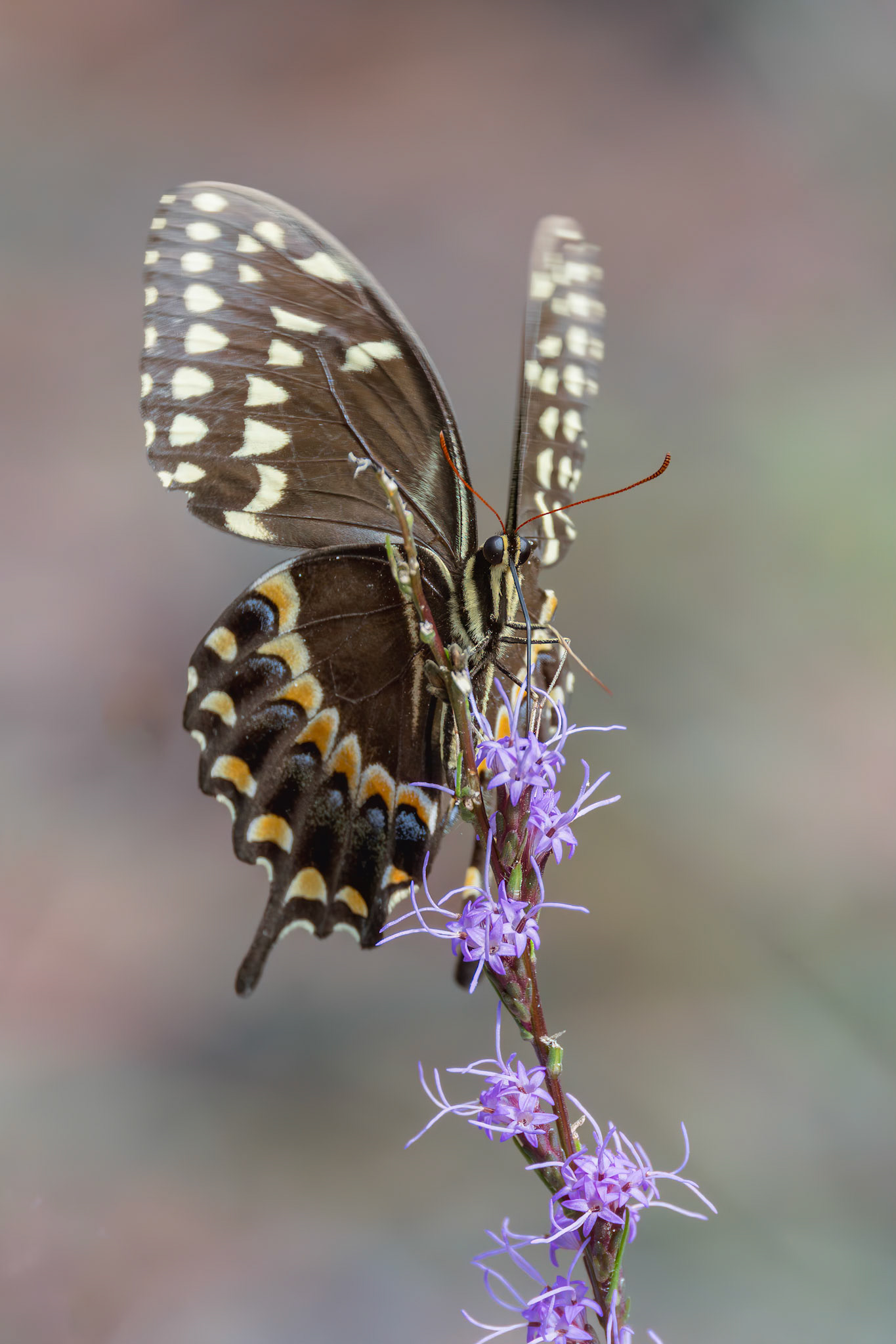 Palamedes swallowtail 20, Green Swamp Preserve