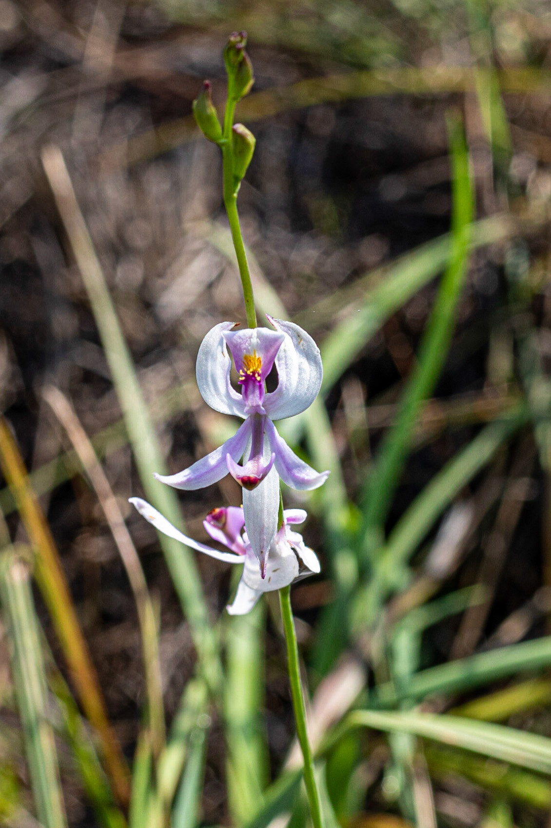 Pale Grass pink orchid 4, Green Swamp Preserve