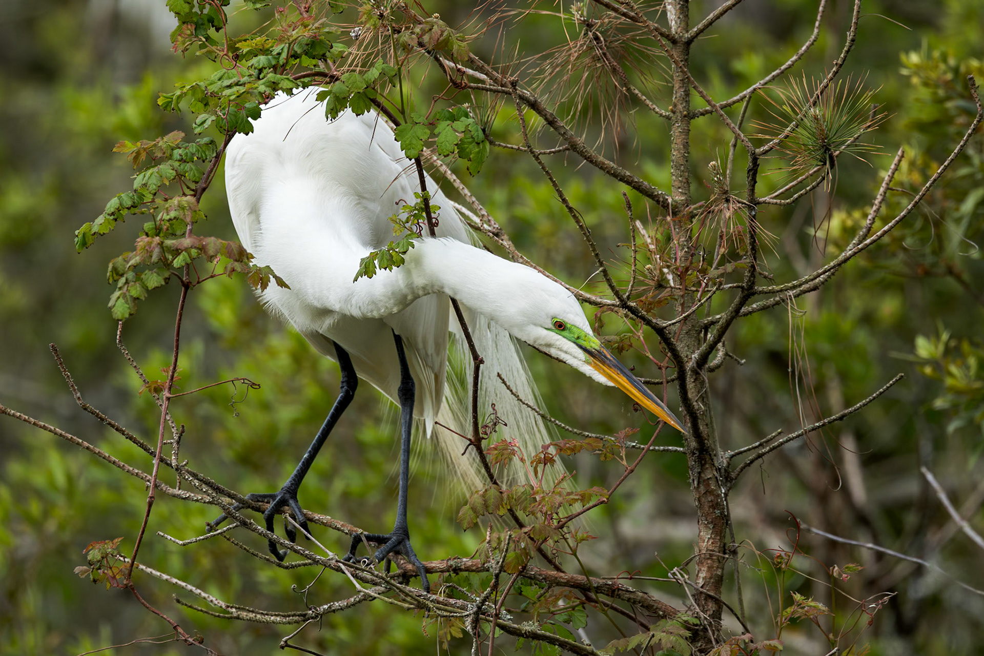 Great egret 82, Huntington Beach State Park