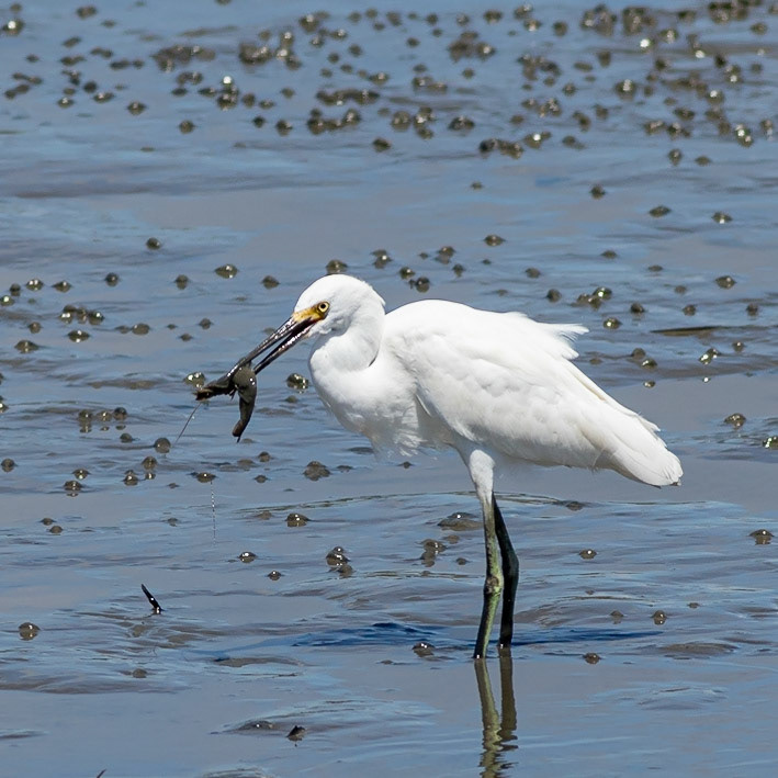 Snowy Egret Eating Shrimp 6