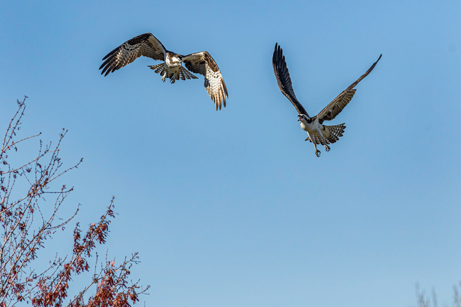 Osprey Fight 5, platforms, Sea Trail
