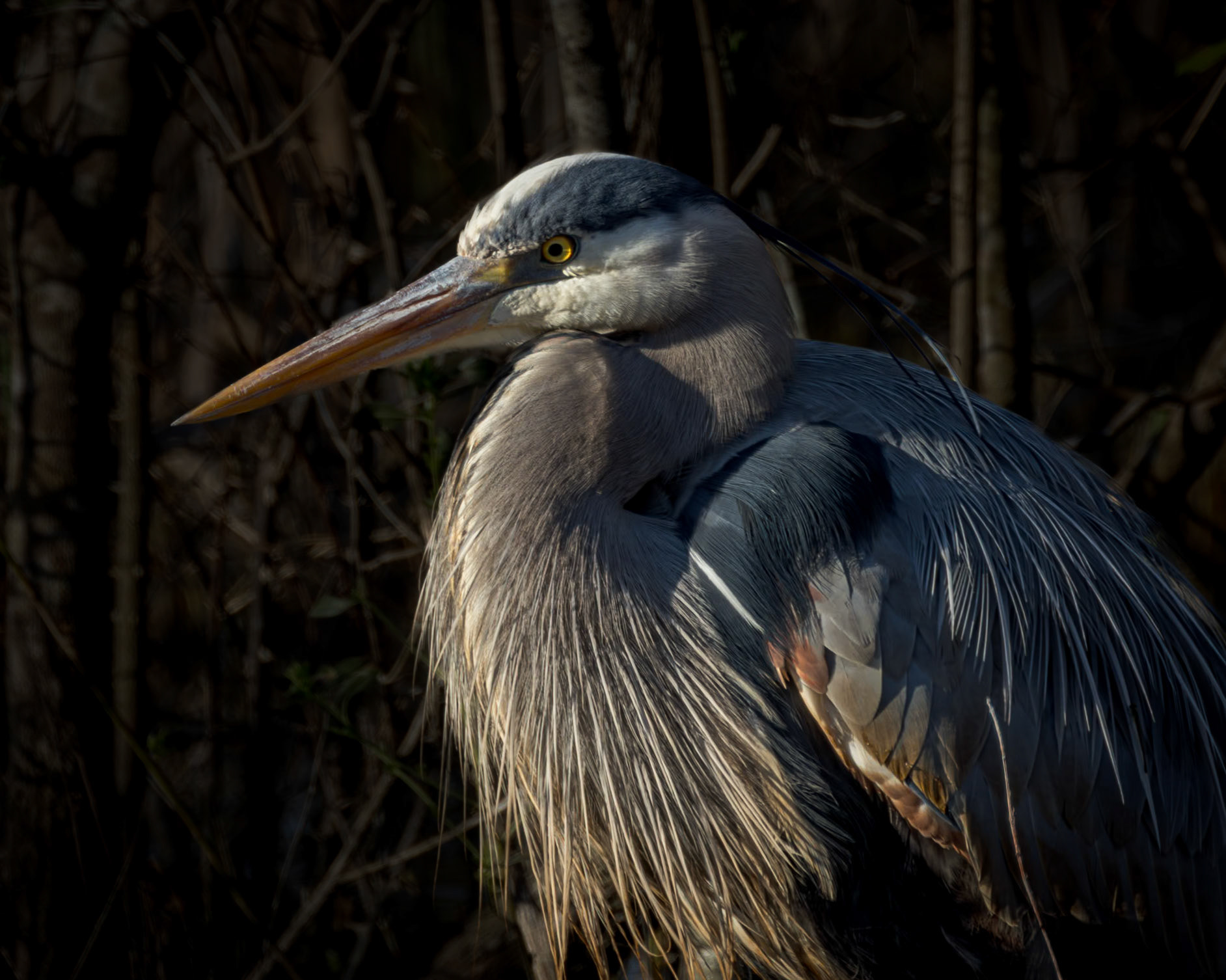 Great blue heron 84, Alligator River NWR