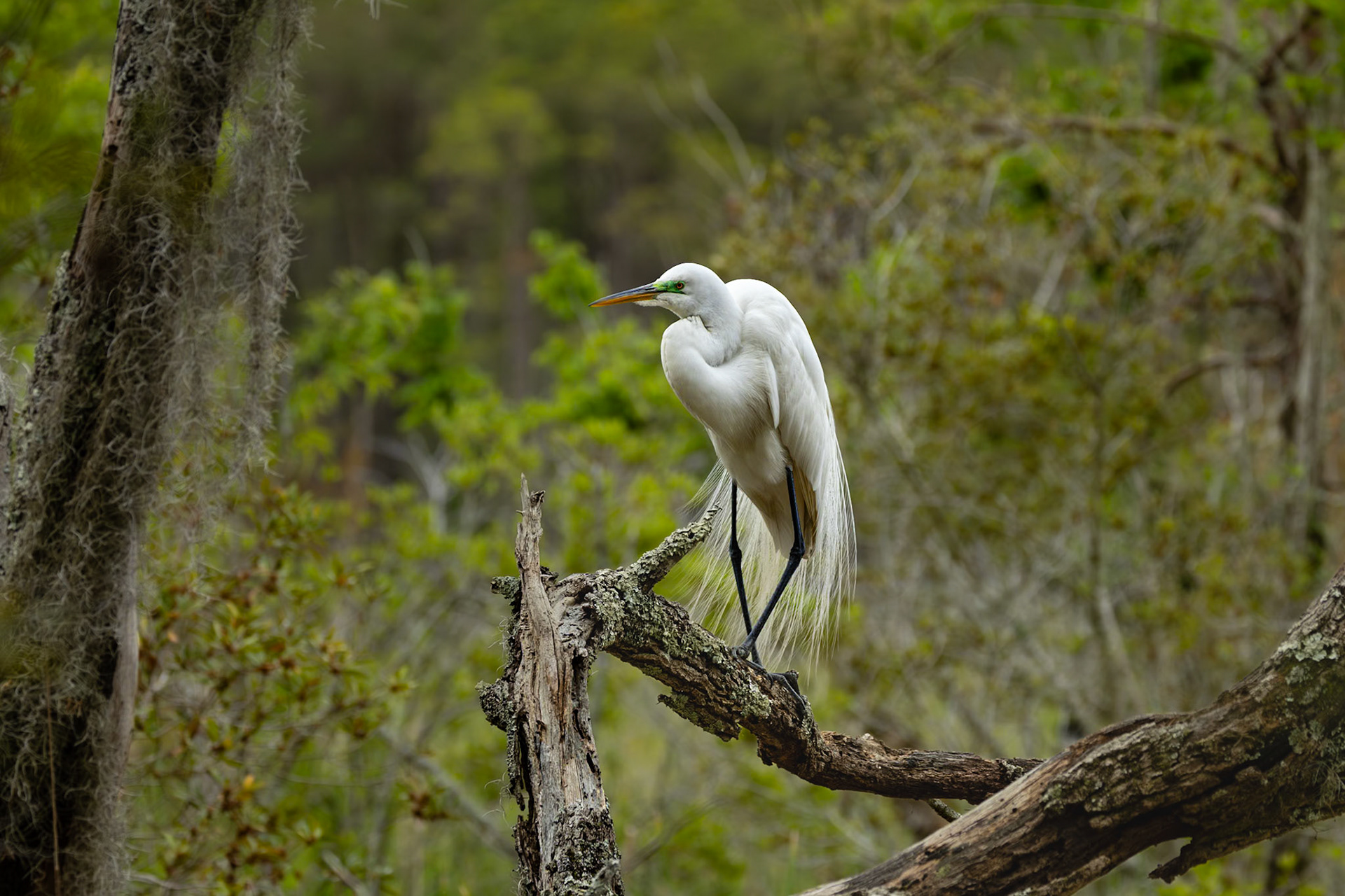 Great egret 79, Huntington Beach State Park