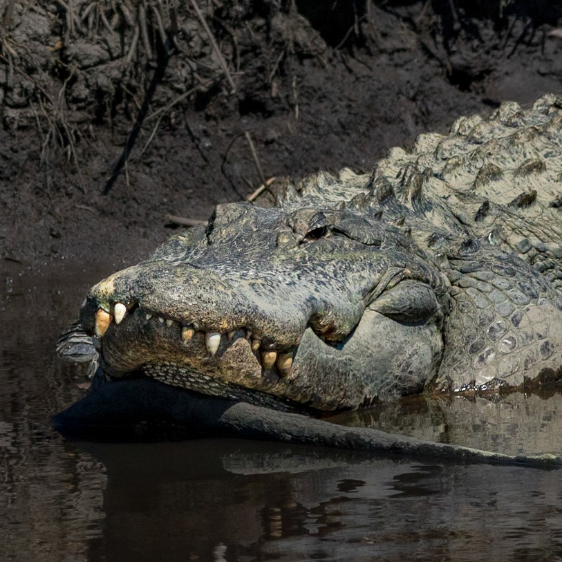 Gator 23, Donelly WMA