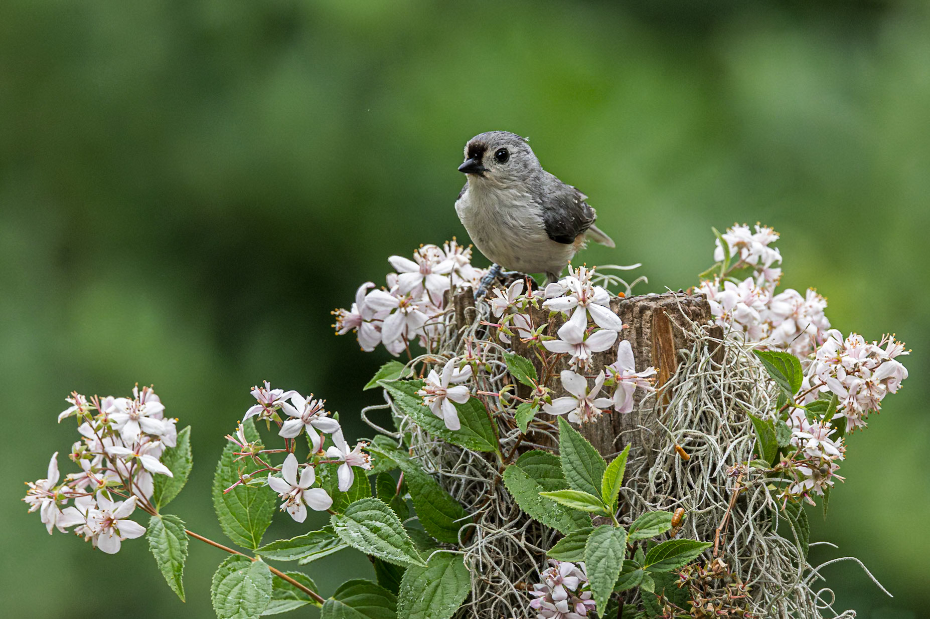 Tufted titmouse 5, The Nut House, Clemson, SC