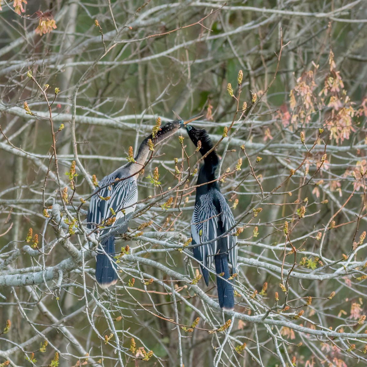 Anhinga 15, Sea Trail, Sunset Beach, NC