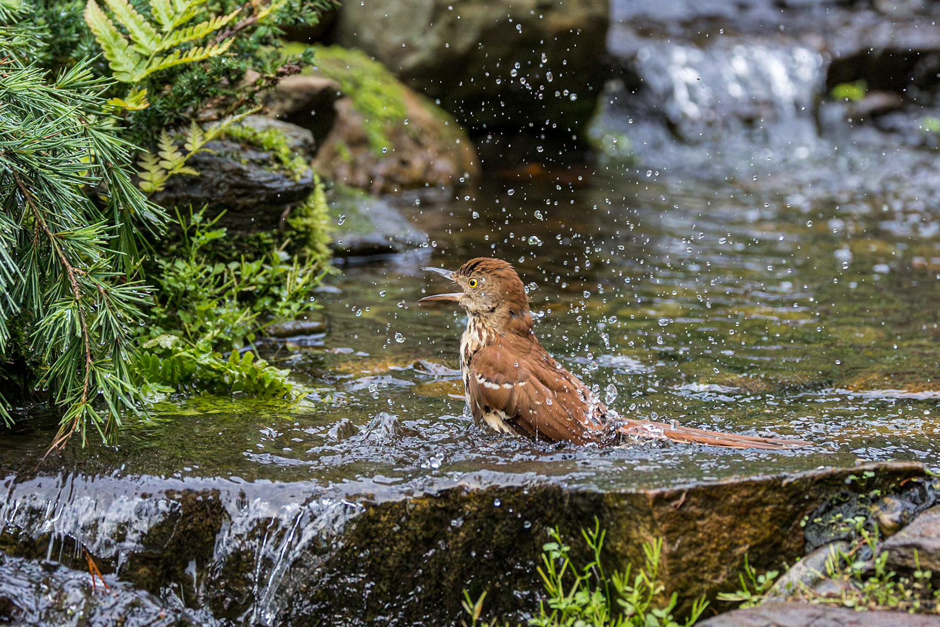 Brown Thrasher 10, The Nut House, Clemson, SC