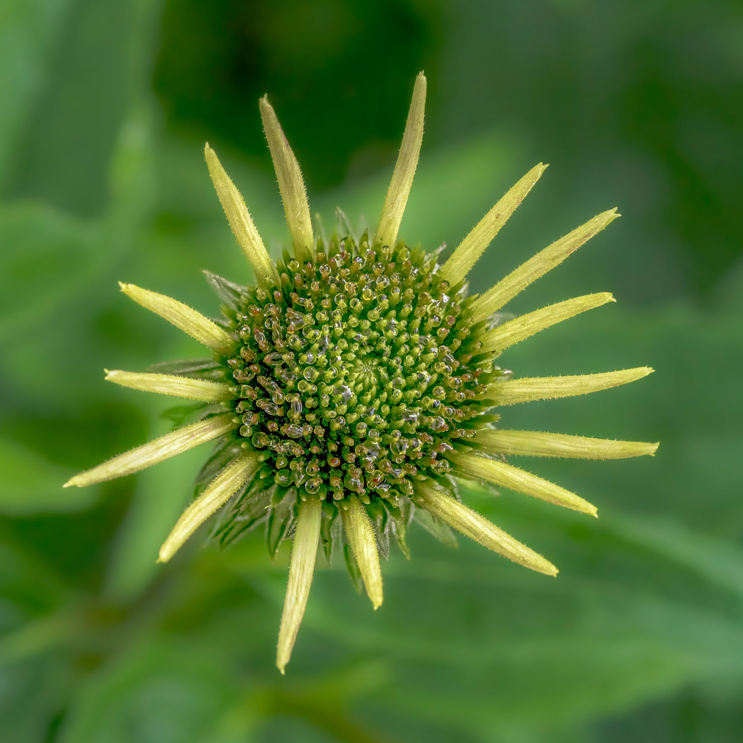 Coneflower 7, Brunswick County Botanical garden