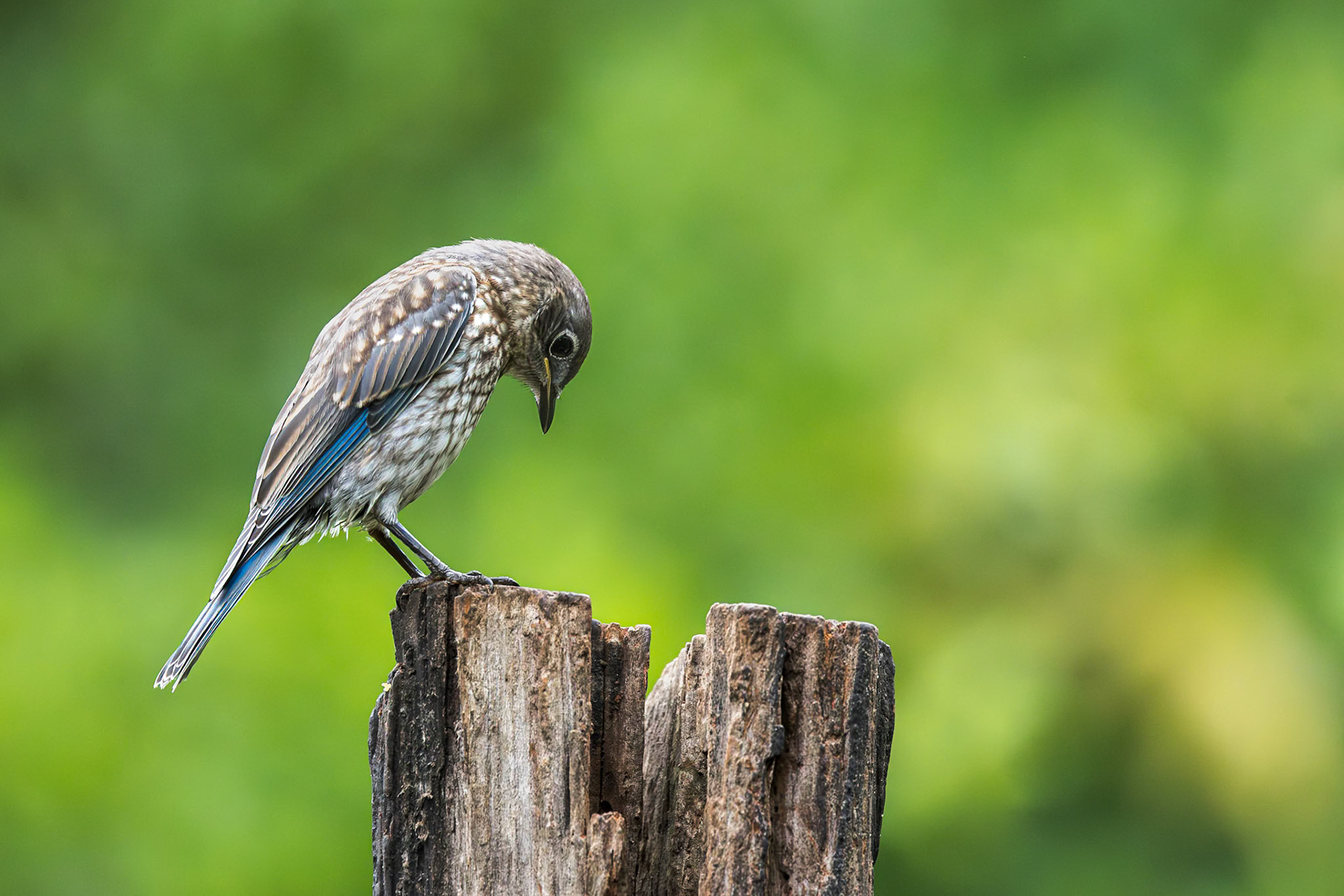 Eastern bluebird fledgling 72, The Nut House, Clemson, SC